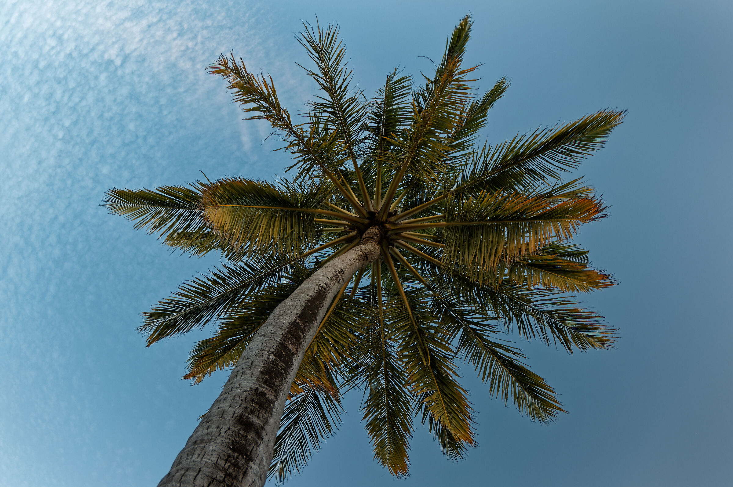 Coconut palm...