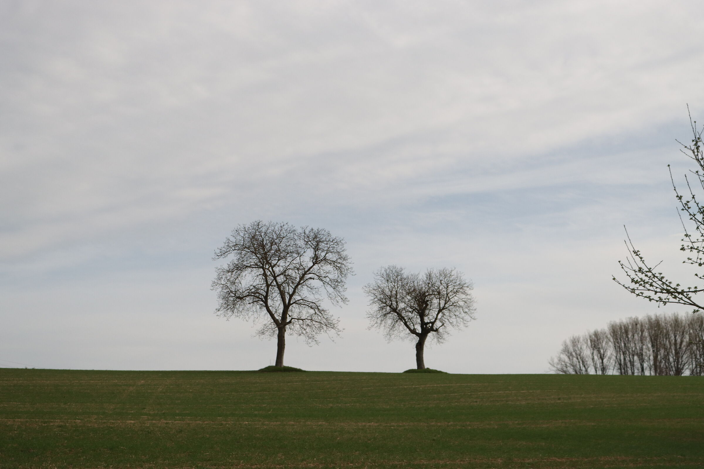 Lonely trees...