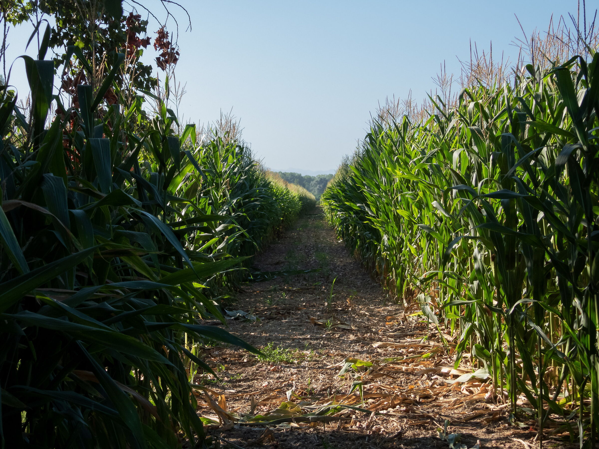 Maize field...