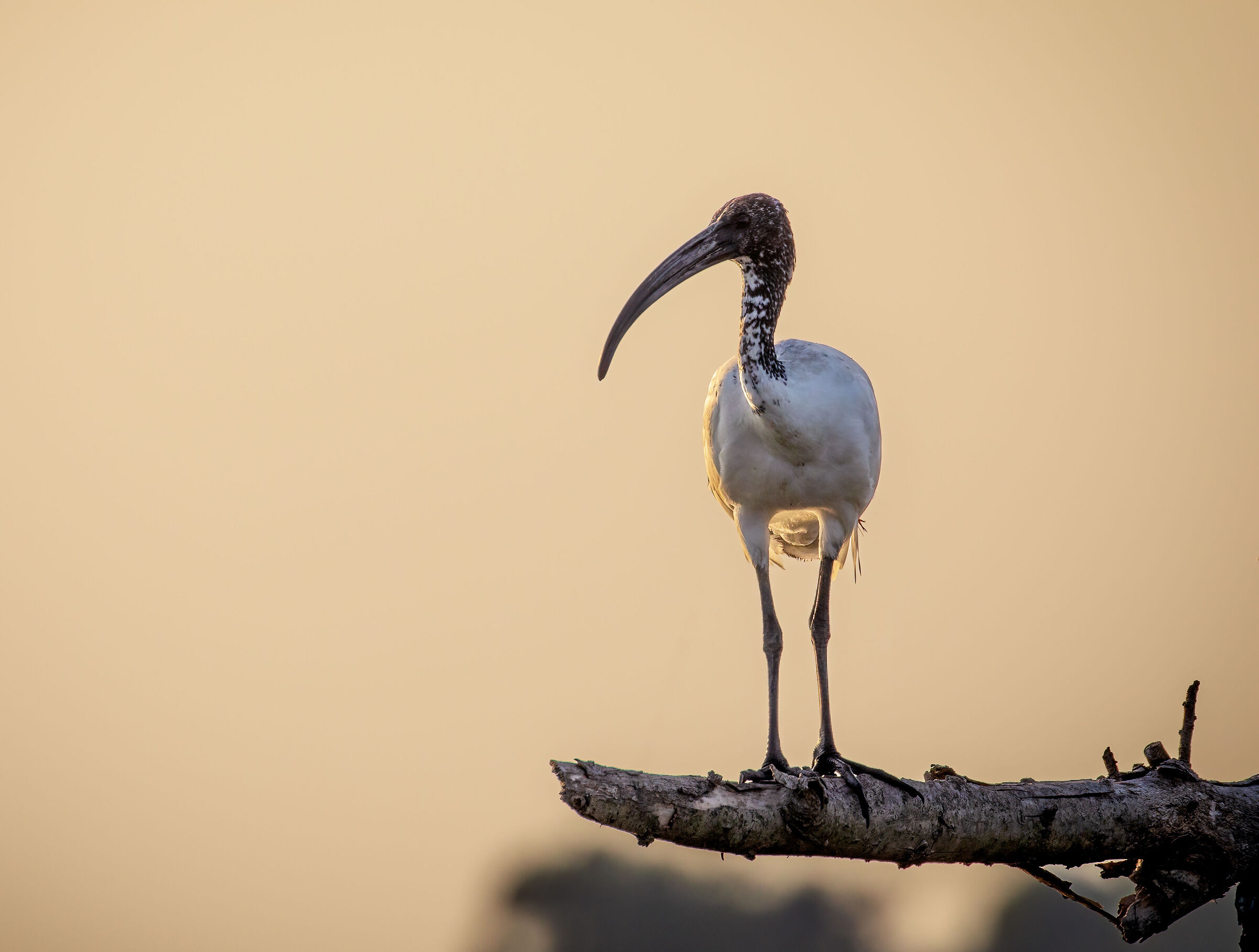 Sacred ibis at sunset...