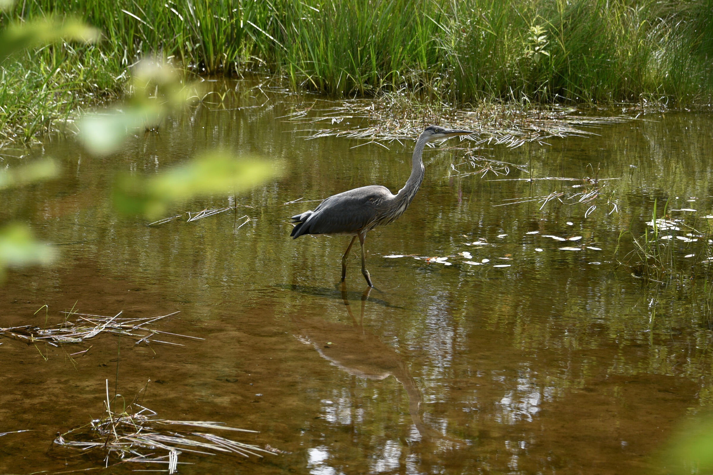 In an undergrowth, a magnificent Heron...