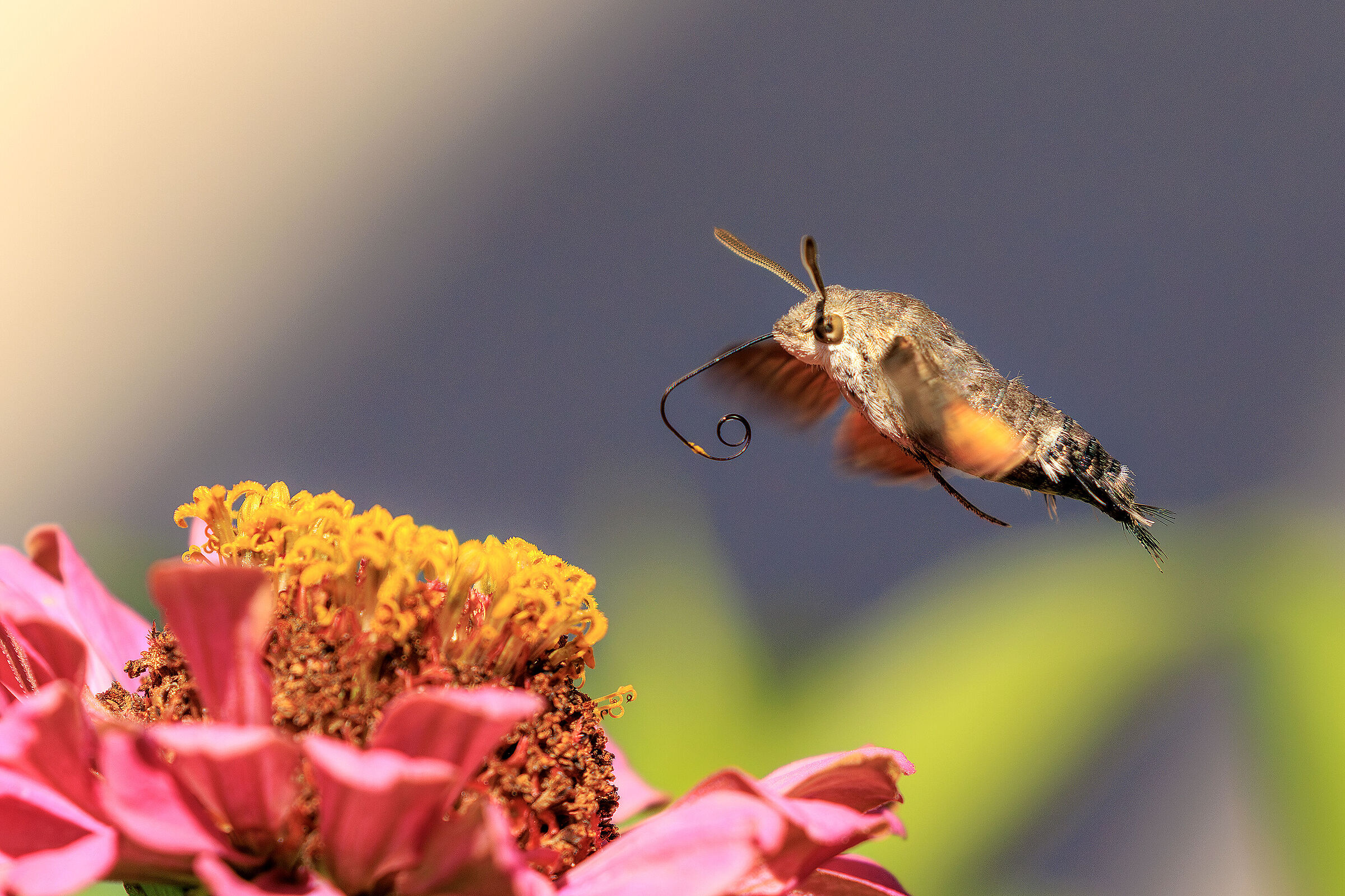 Butterfly colibri....