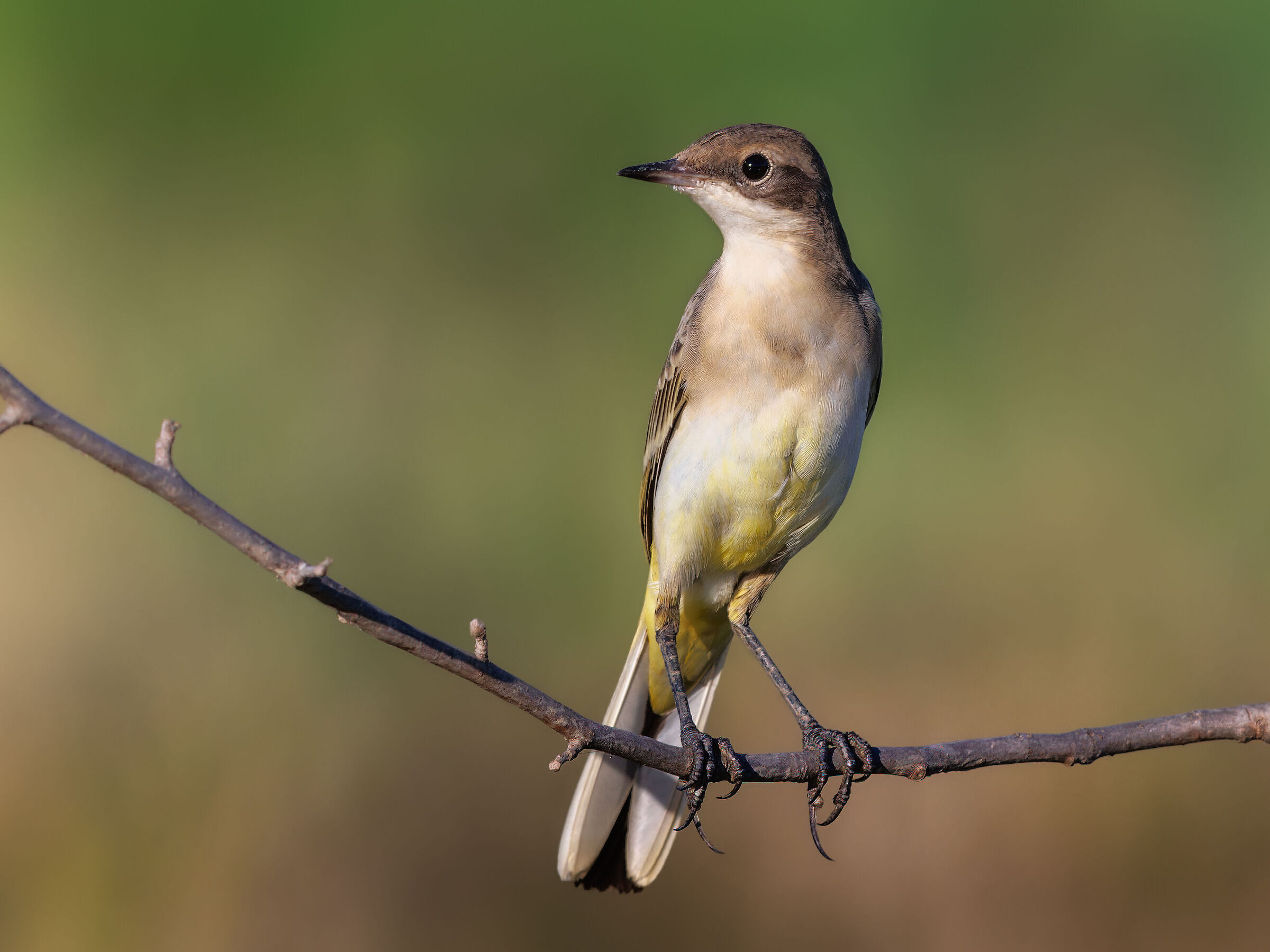 Western yellow wagtail...