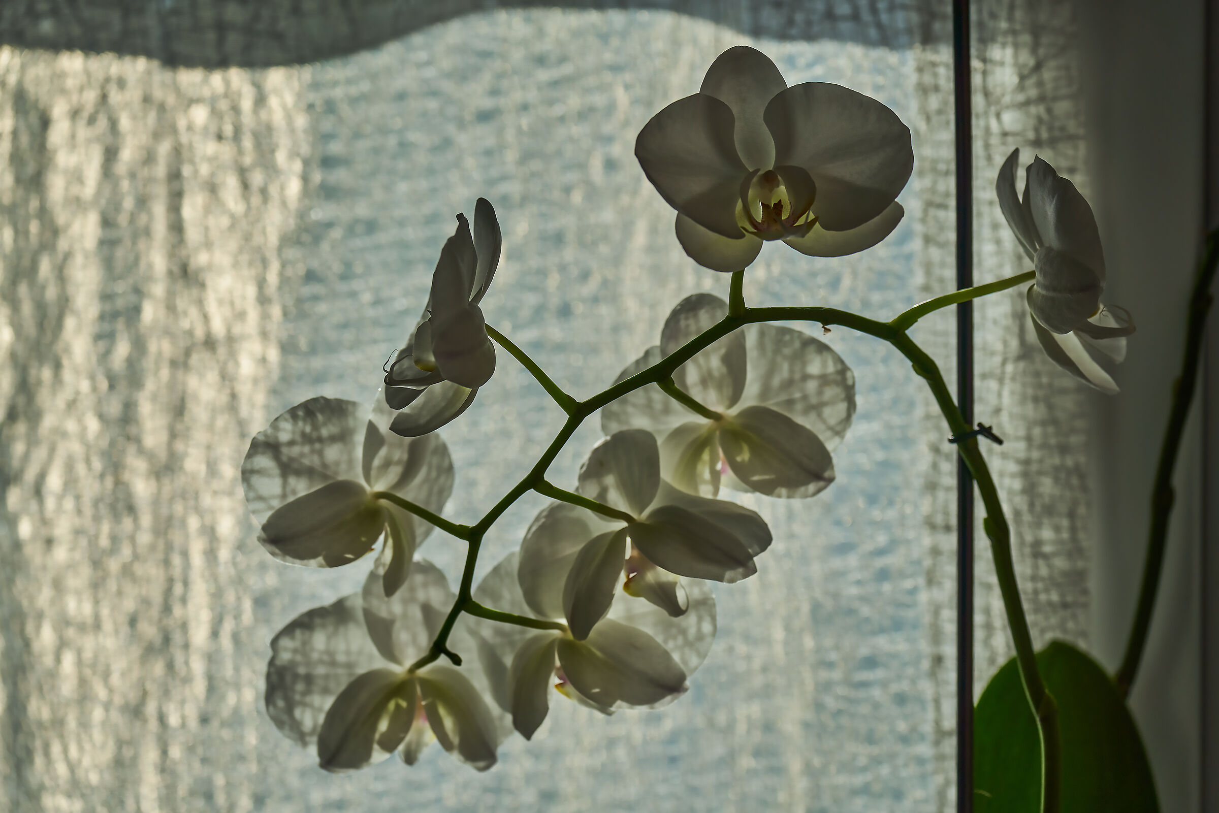 Orchids....