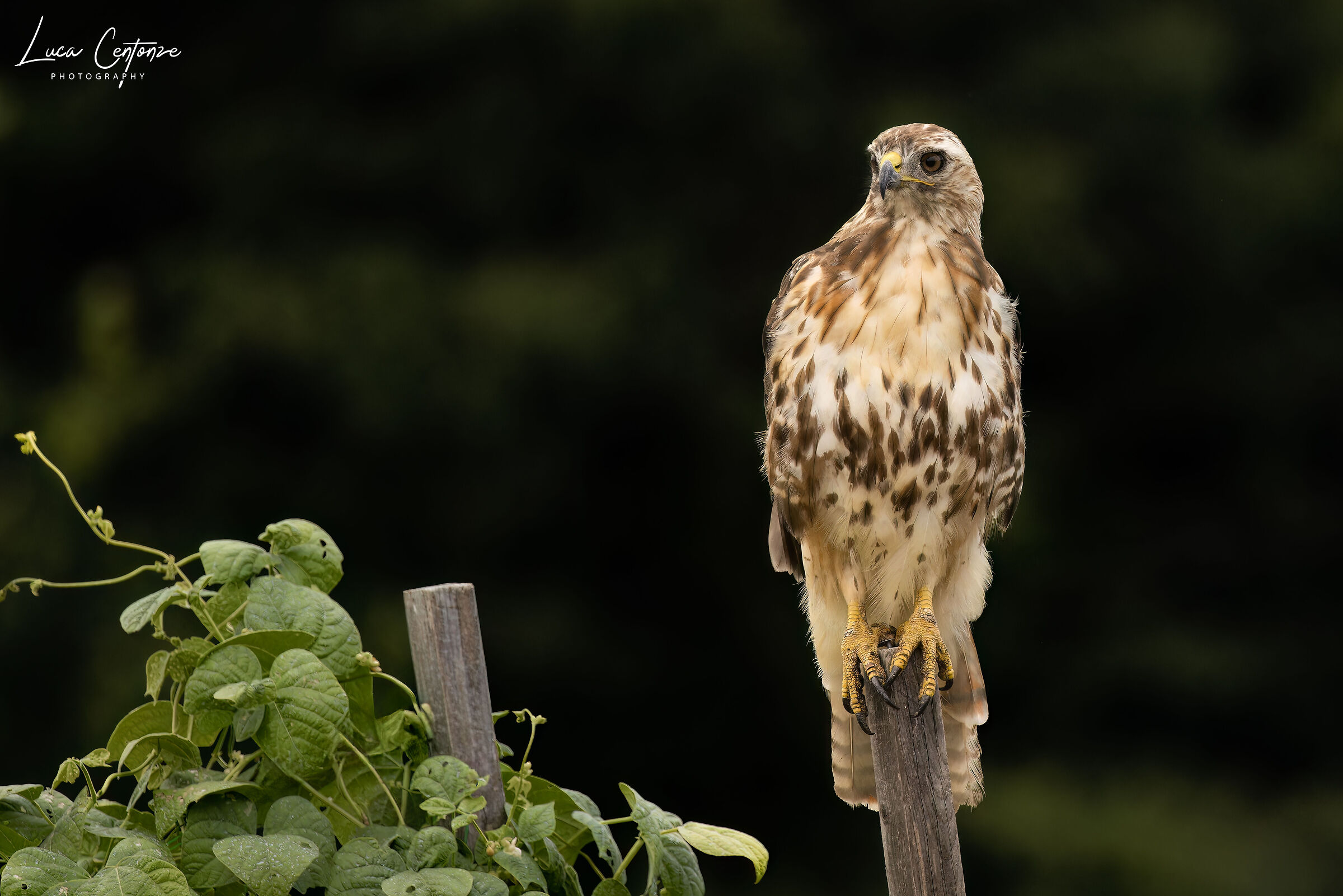Poiana codarossa (Red-tailed Hawk)...