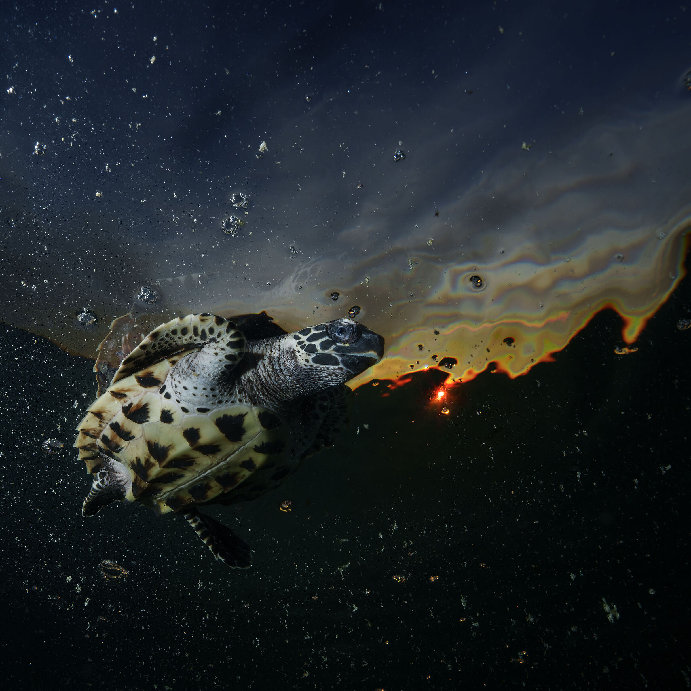 Turtle imbricata at dawn in Papua New Guinea ...