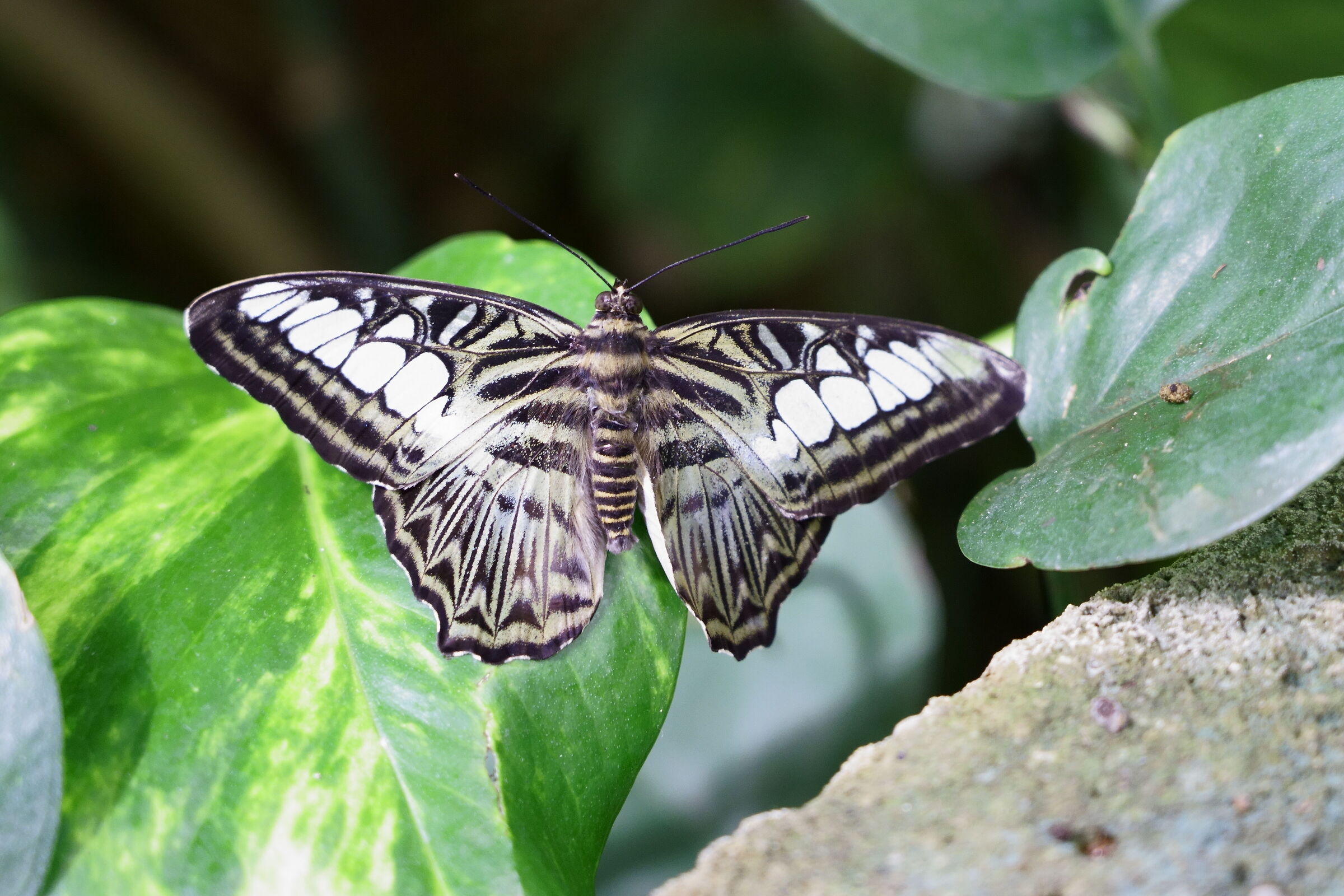 Butterfly House - Bordano - (UD)...