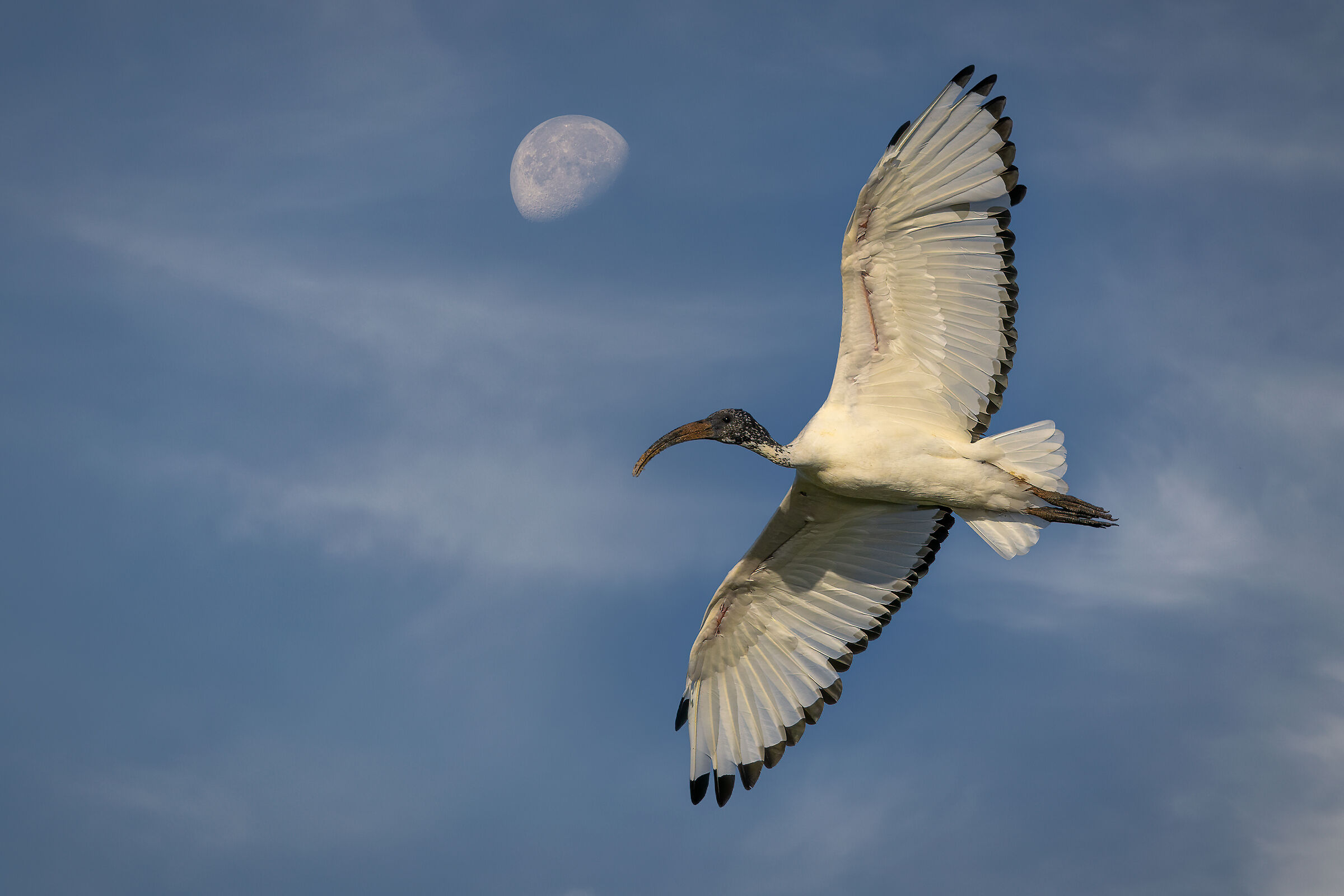 Ibis and big moon of August 6, 2023...