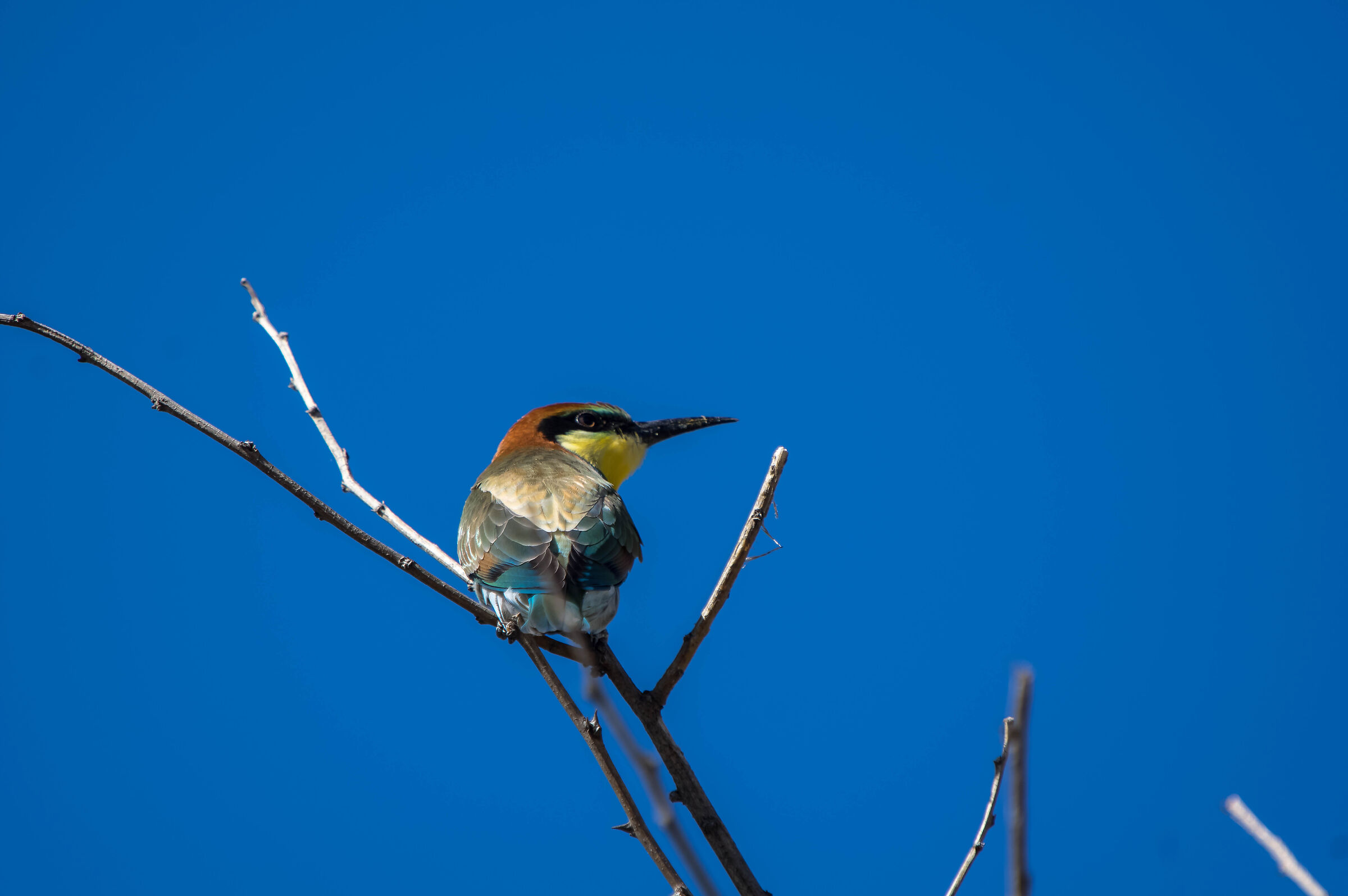 Shoulder bee-eater...