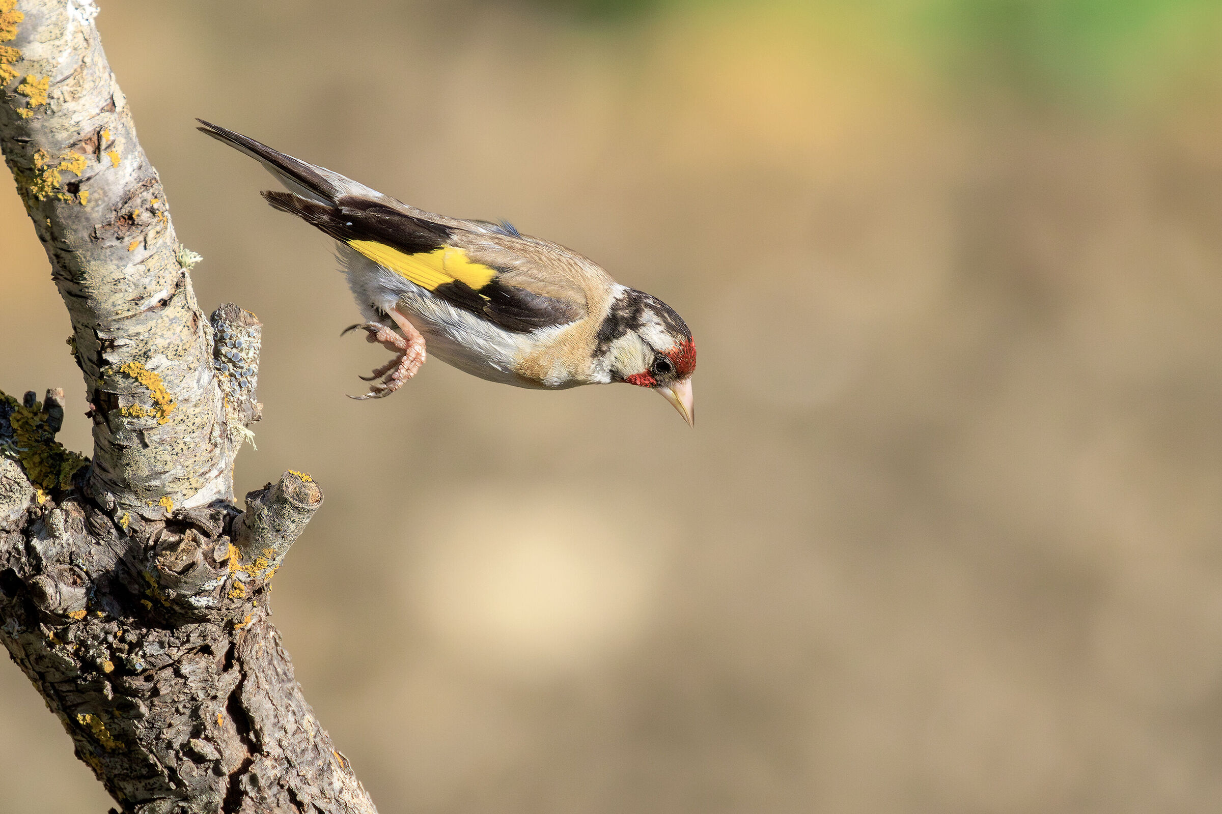 The goldfinch's dive....