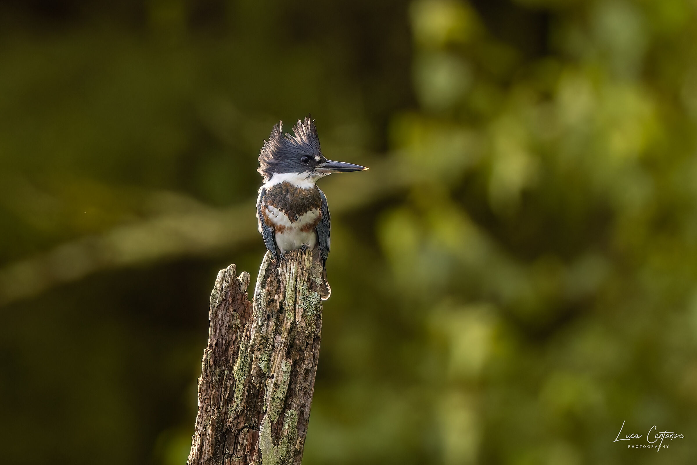 Belted King Fisher (Megaceryle alcyon) female...
