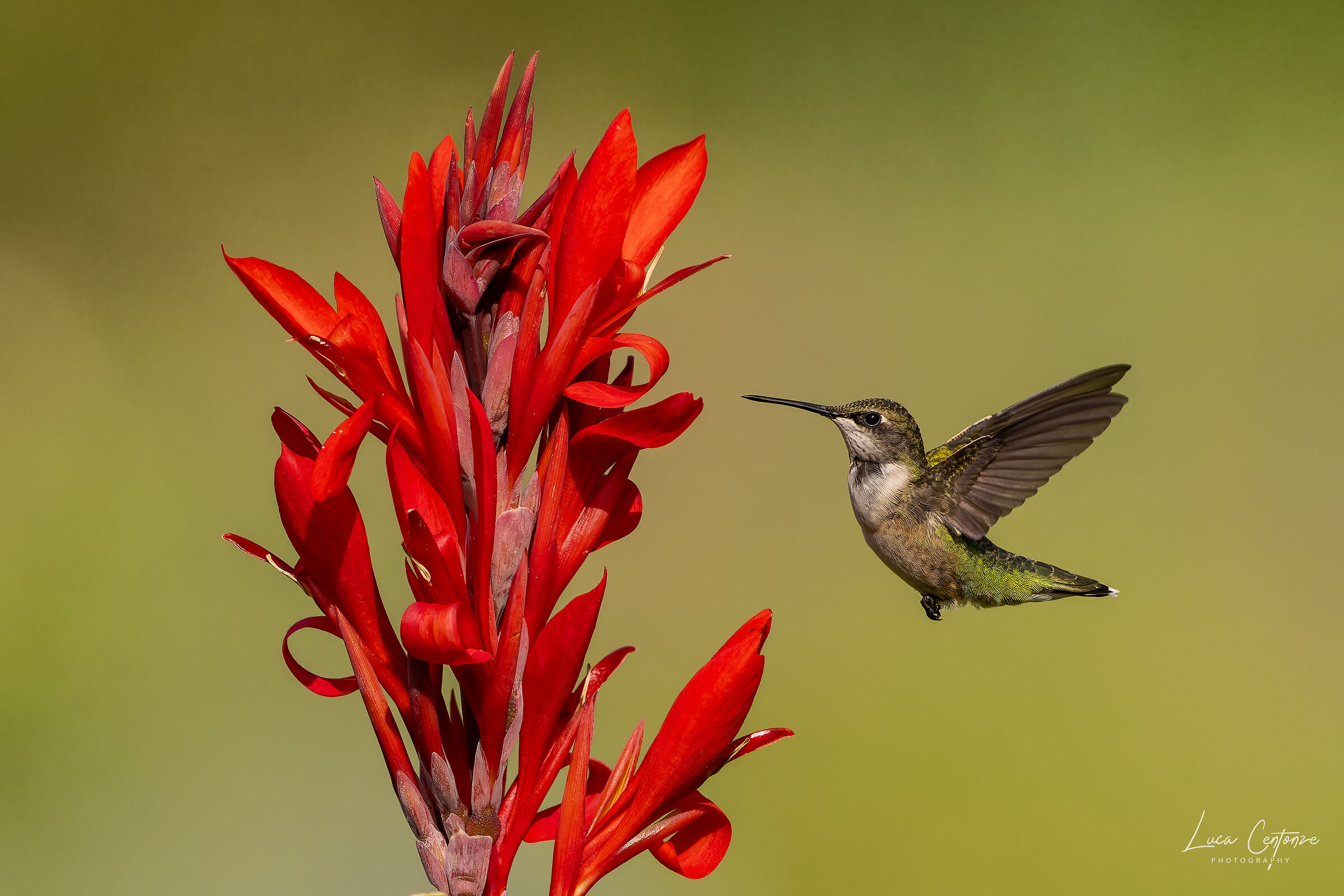 Ruby-throated Hummingbird...