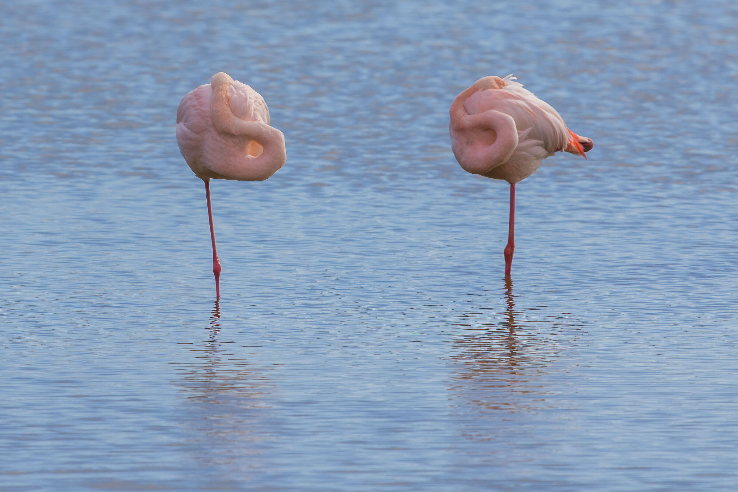 Greater flamingo (Phoenicopterus roseus) ...