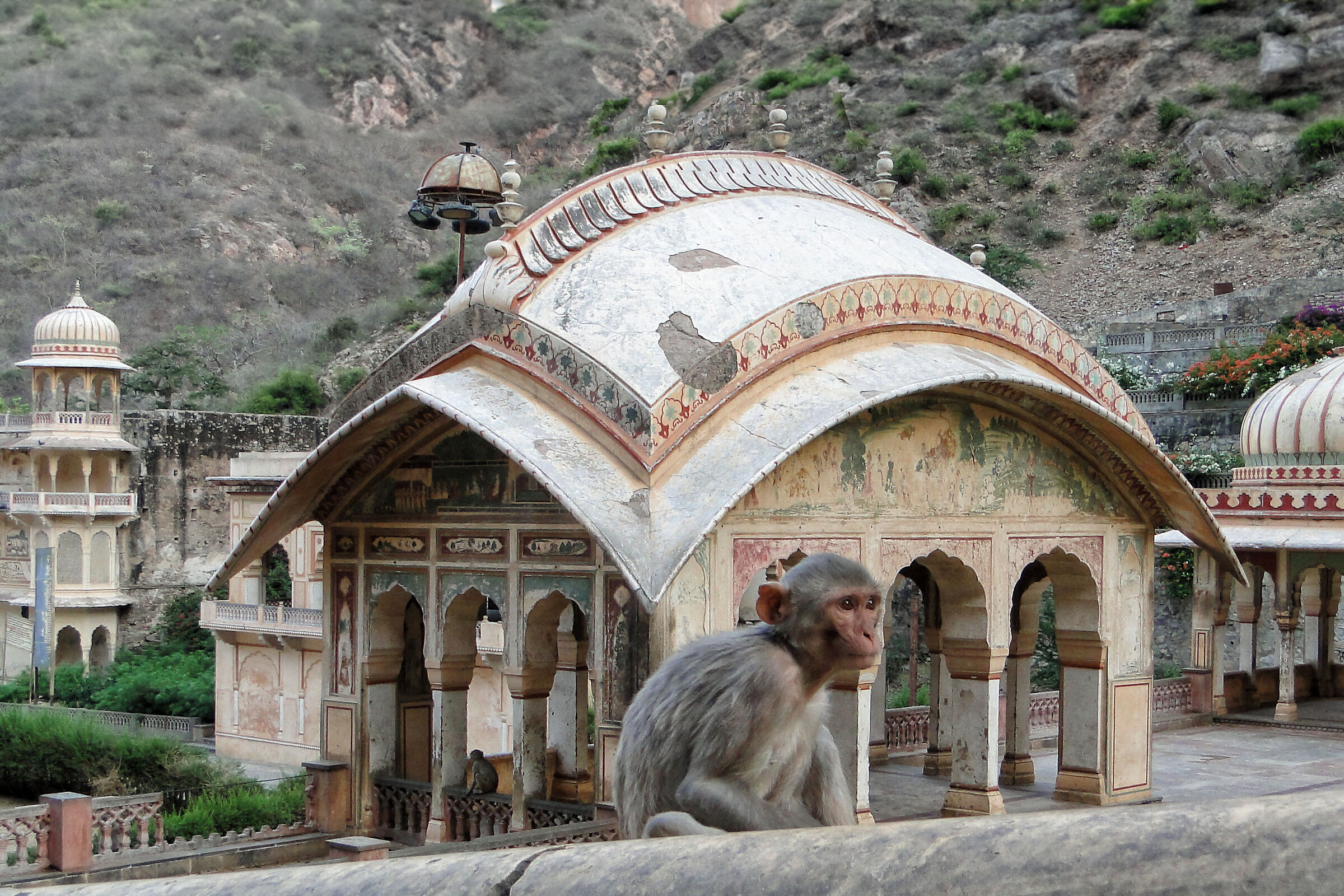 Jaipur, the monkey temple...