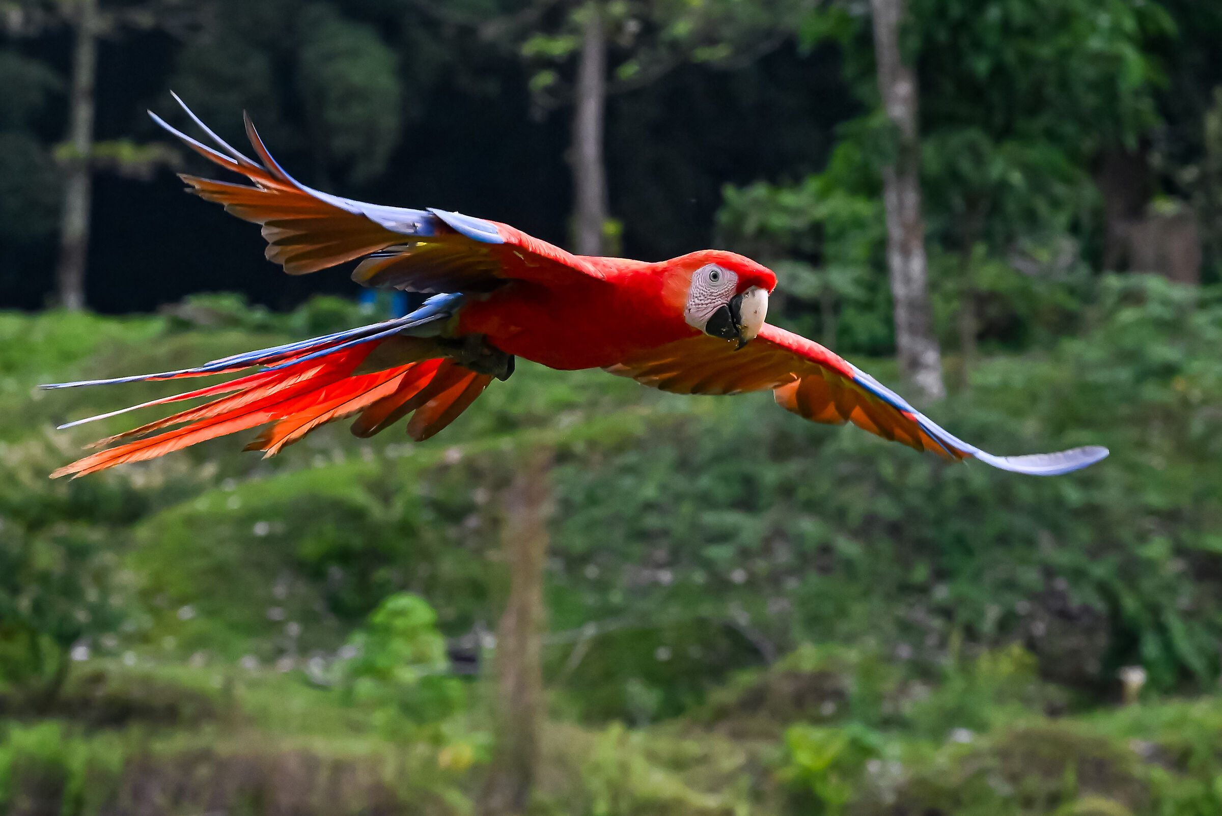 The Scarlet Macaw...