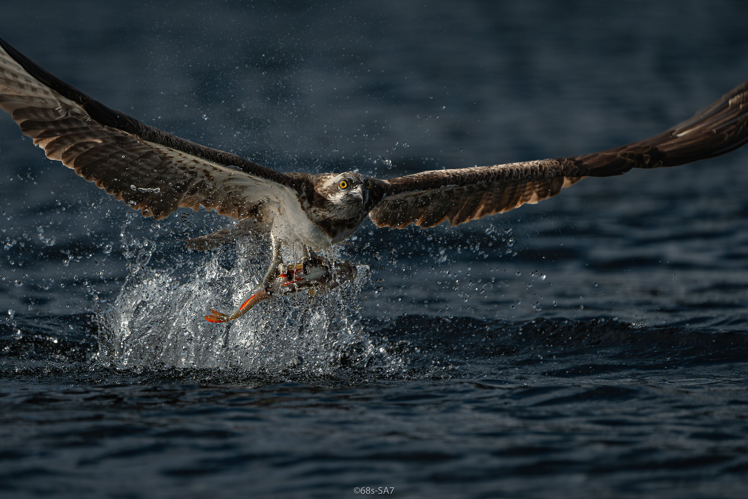 sweden/Jämtland (osprey)...