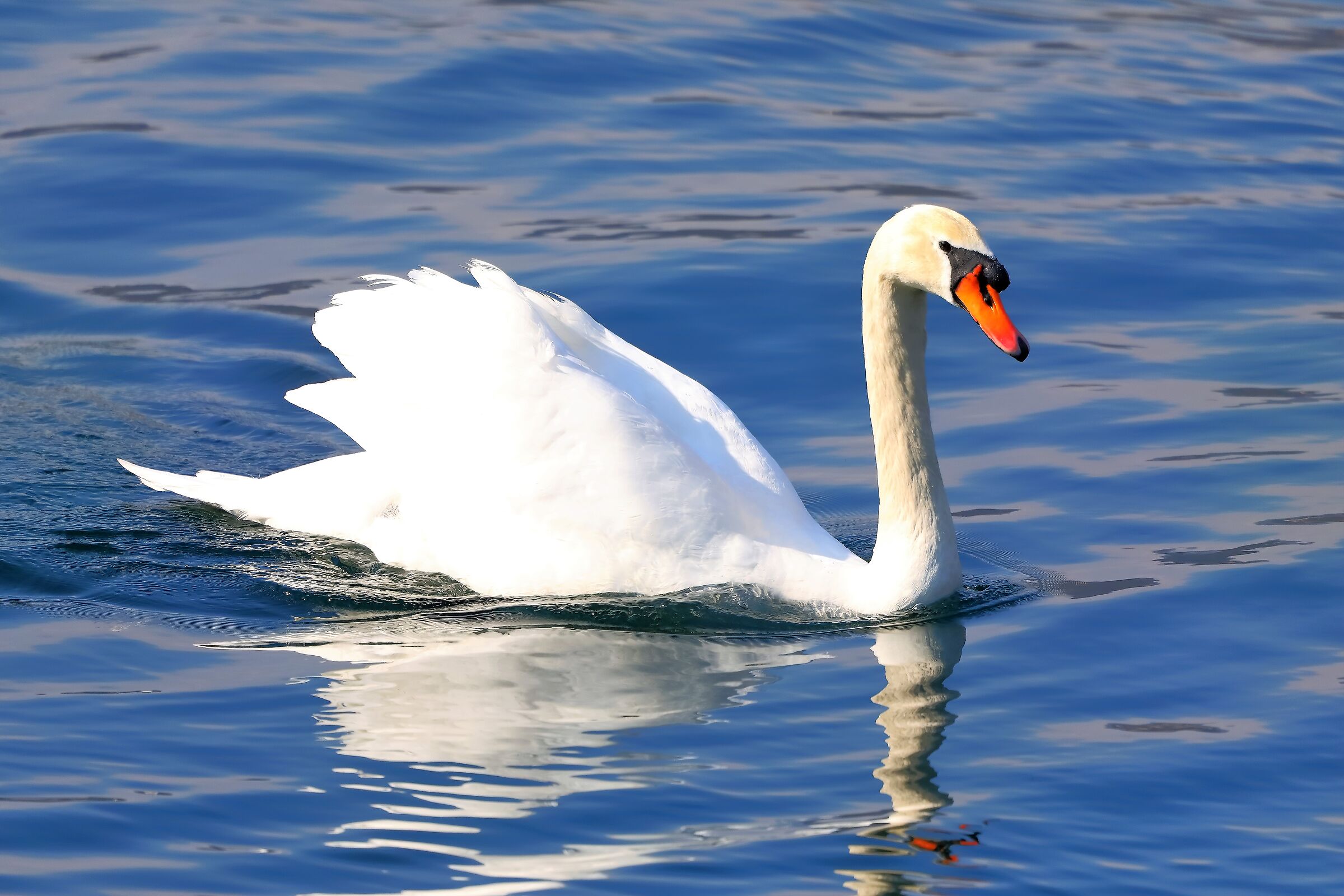 Swan 05-04-2023...