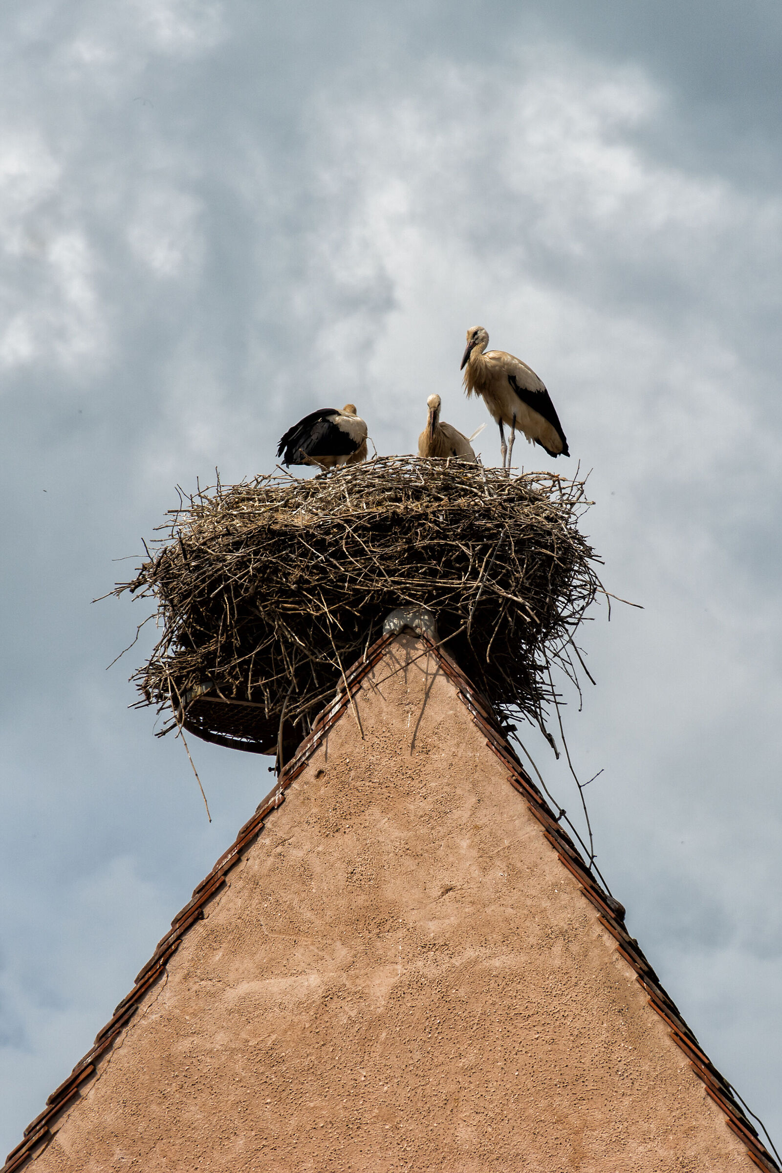 The country of storks...