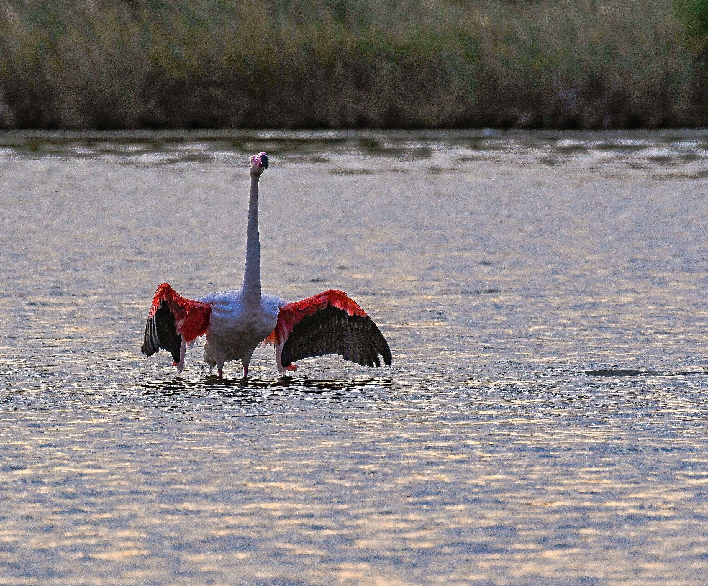 flamingos at sunset...