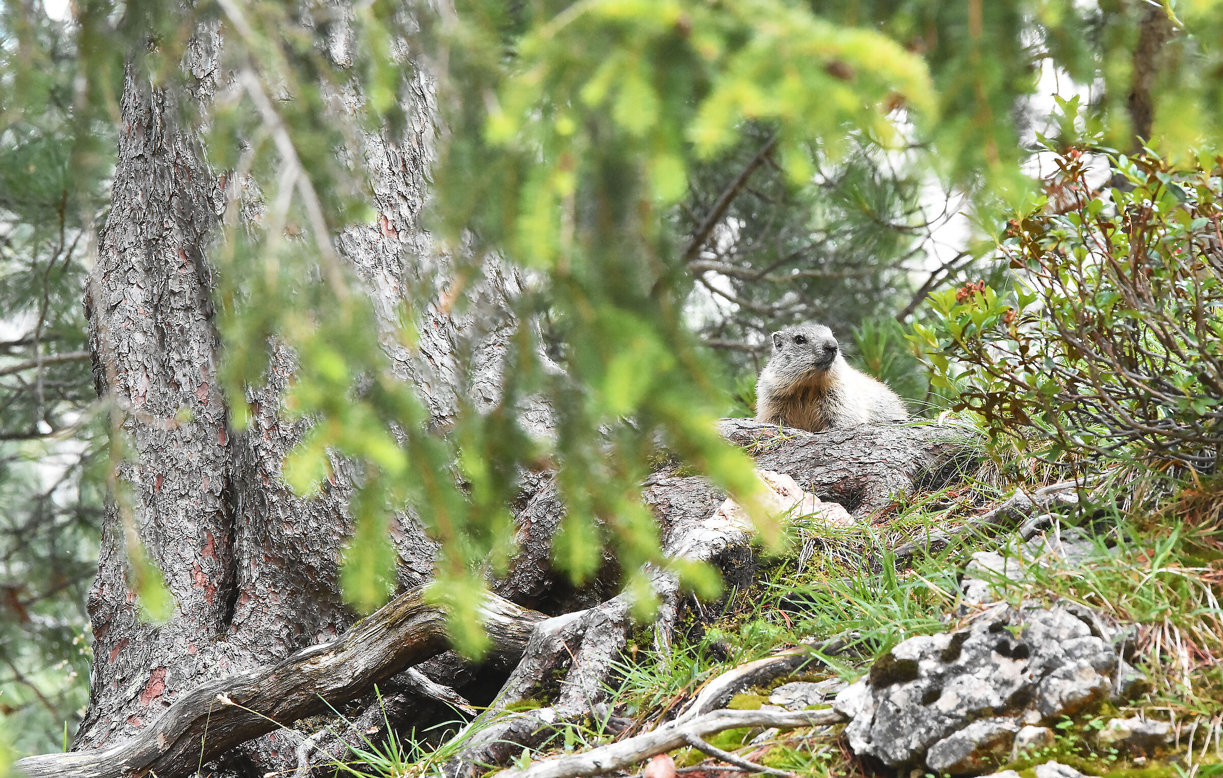 Small marmots grow...
