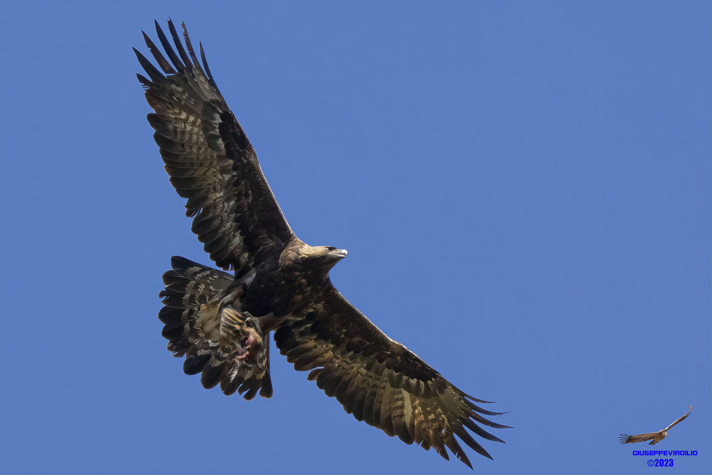 Golden Eagle (Central Sardinia) 2023...