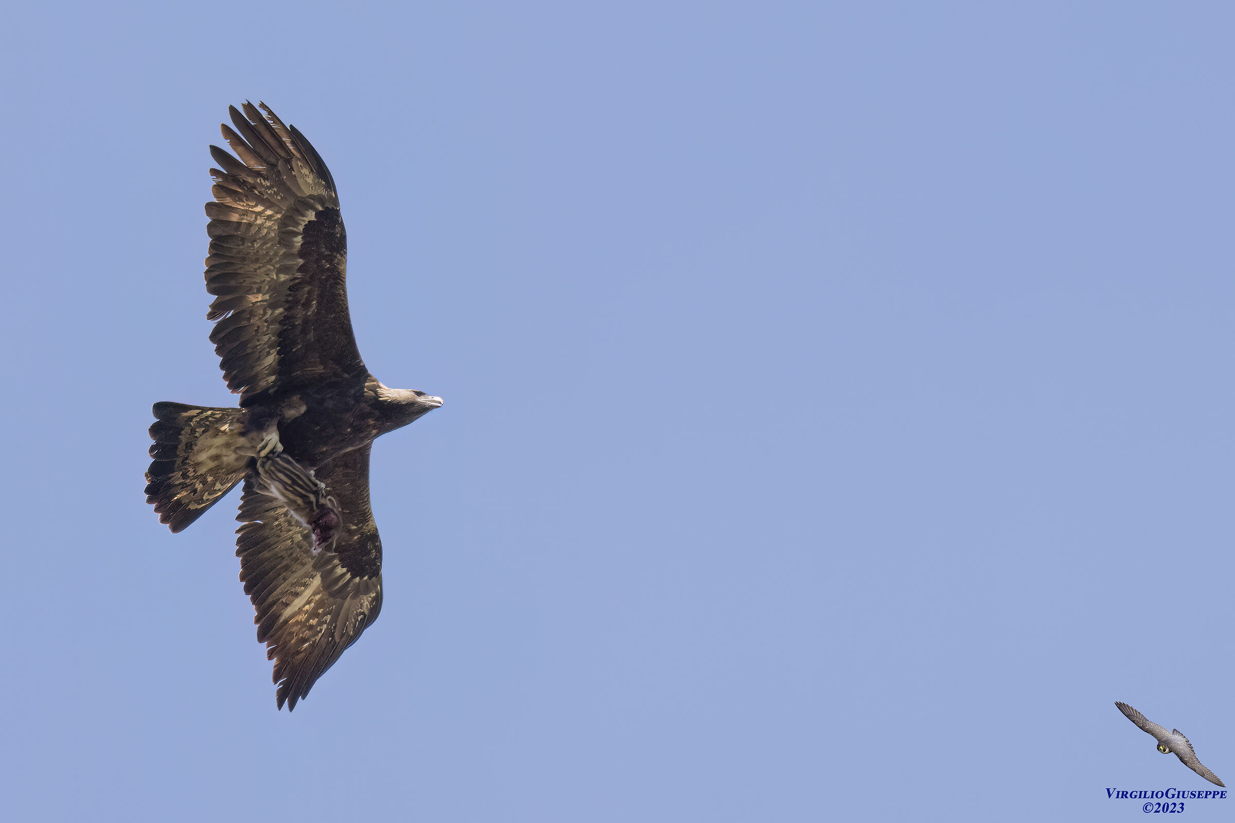 Golden Eagle (Central Sardinia) 2023...