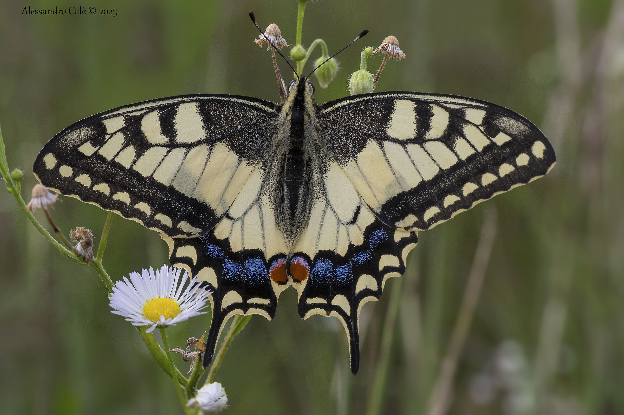 Papilio machaon (Macaone) 8427...