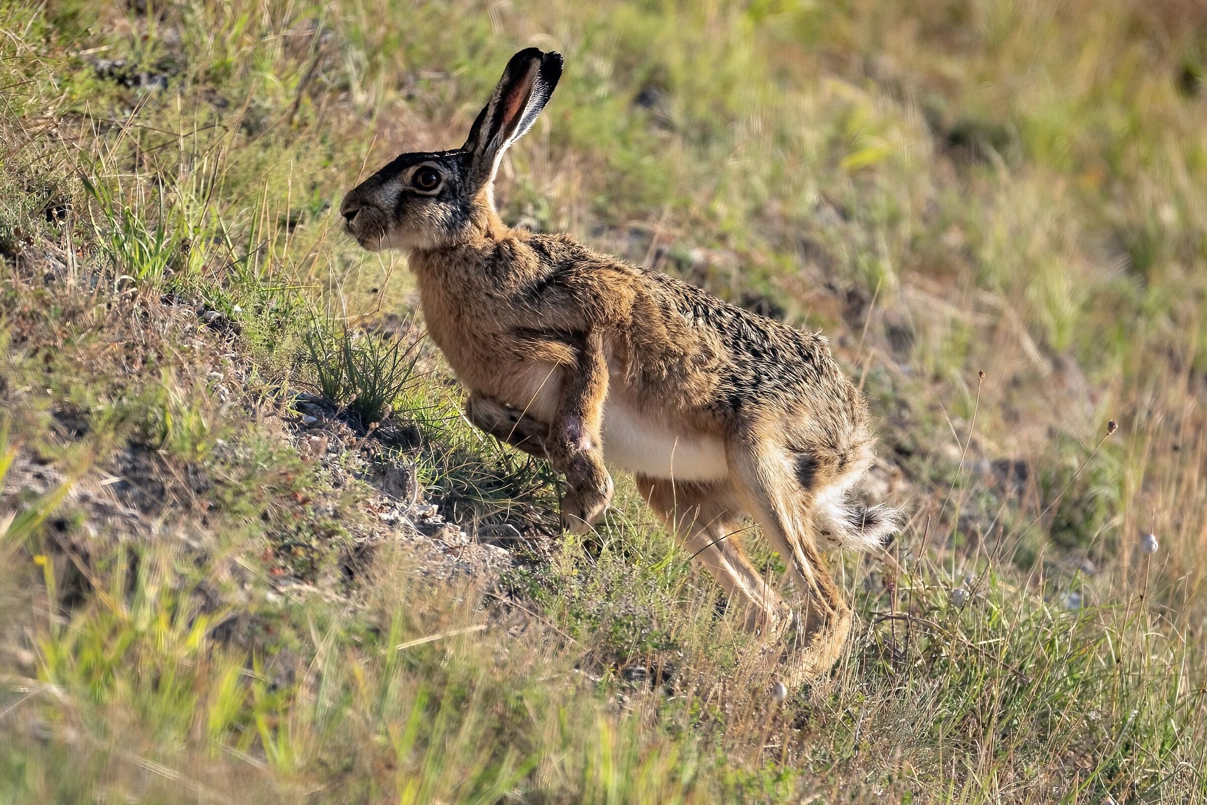 A hare on the run...