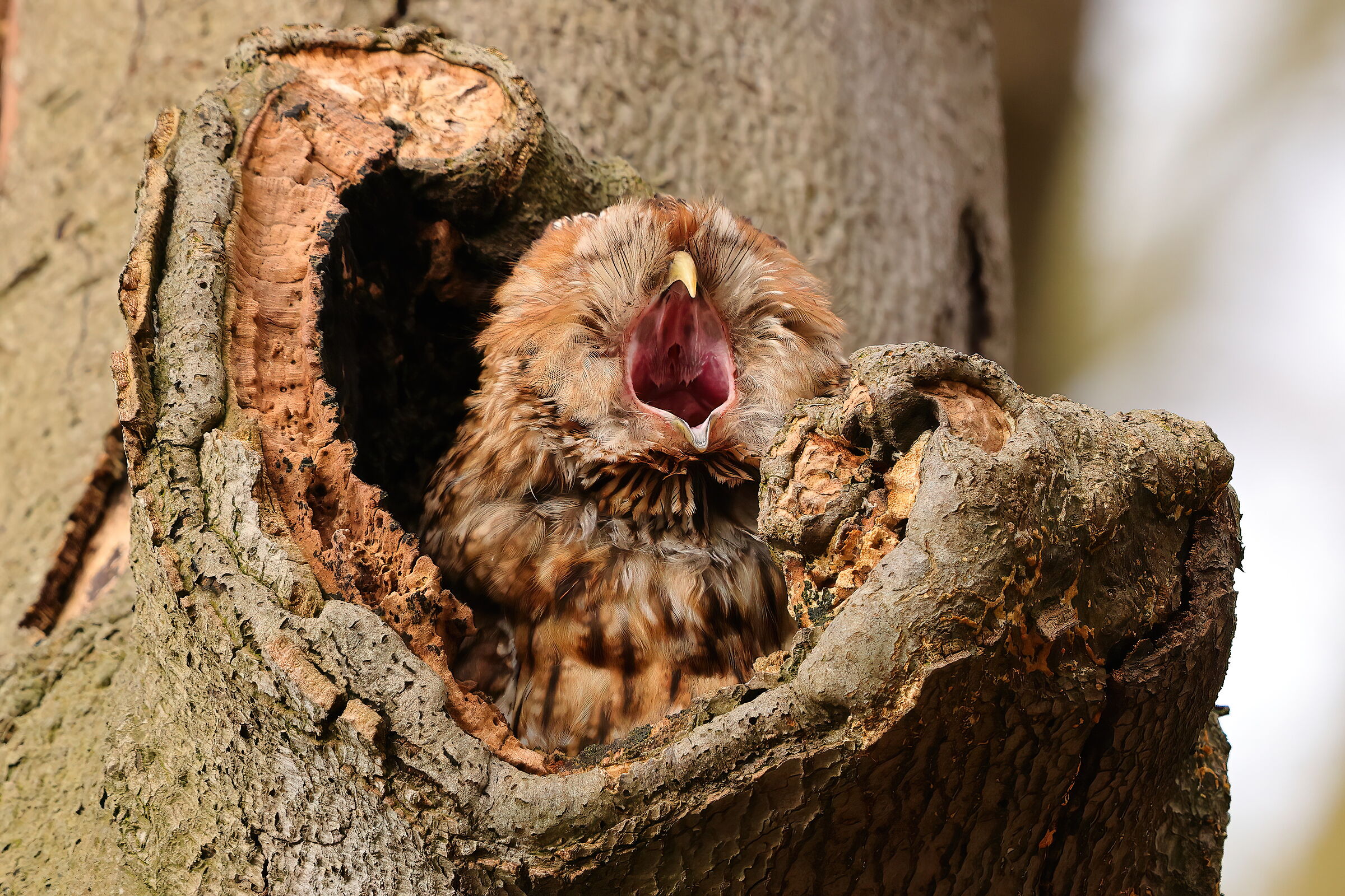 The yawn owl...