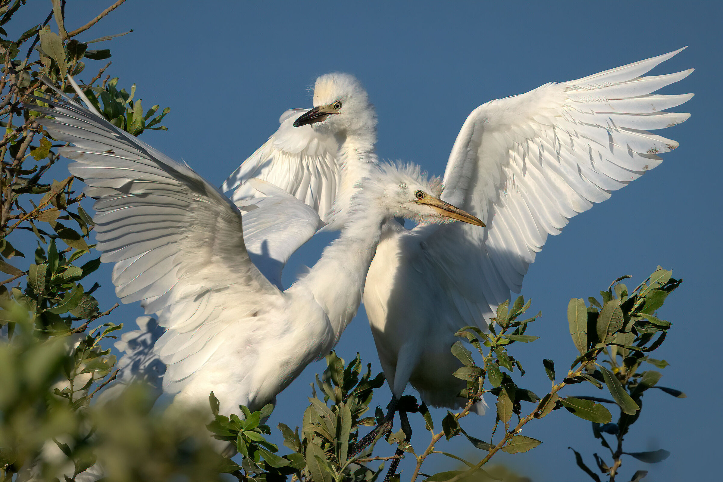 Young Egrets...