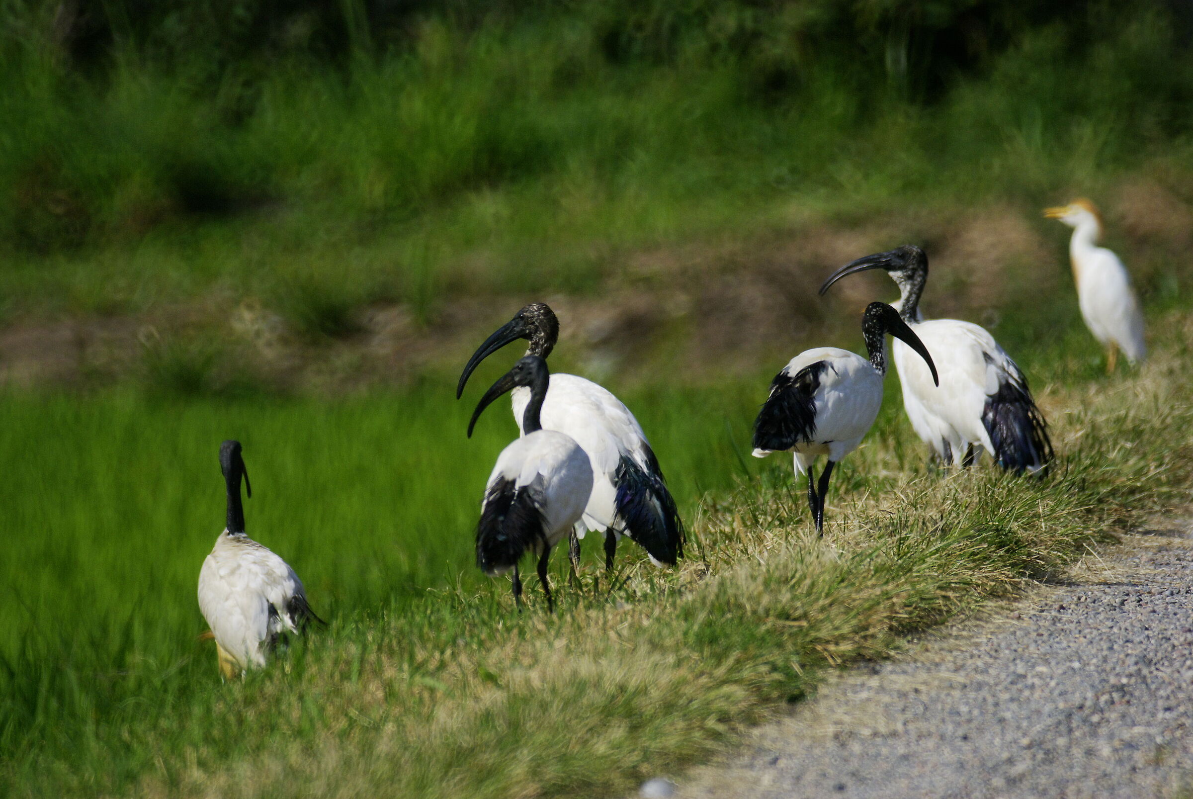 Sacred ibis ( Threskiornis aethiopica )...