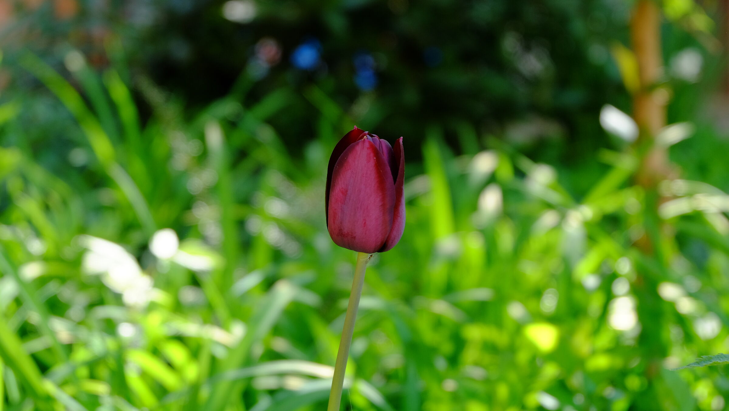 Il tulipano...