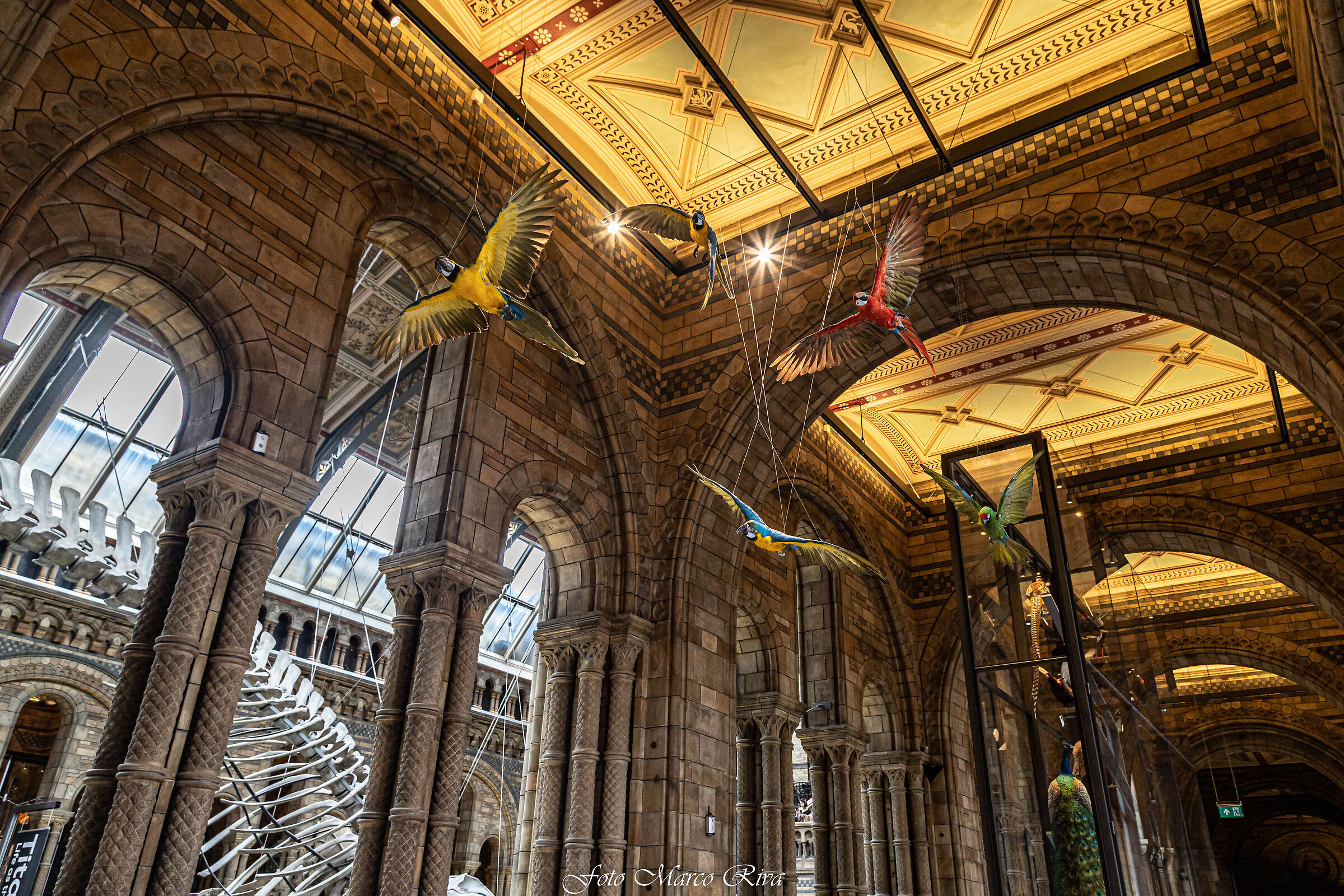 Natural History Museum in London...