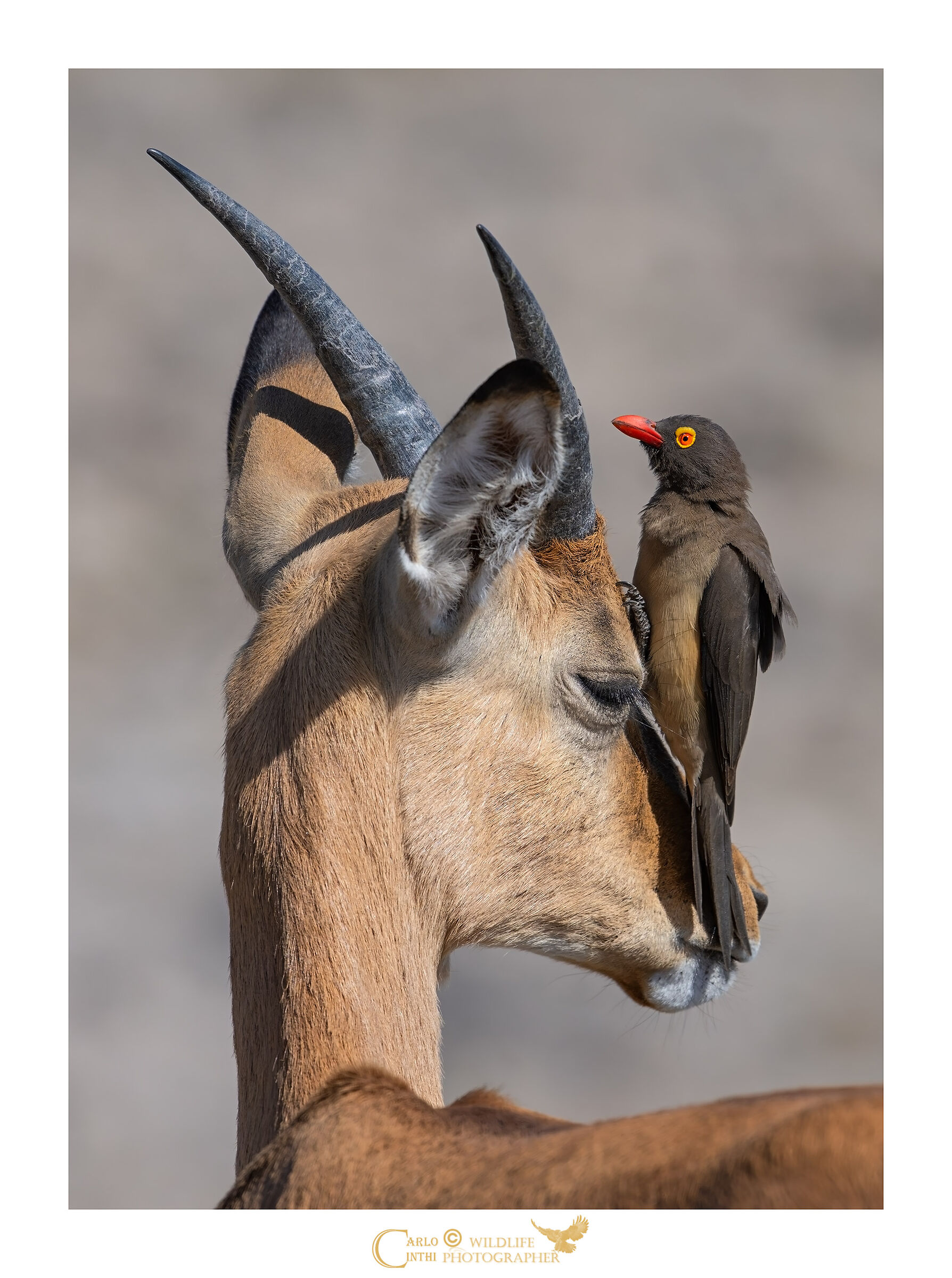 Antilope e la Bufaga...