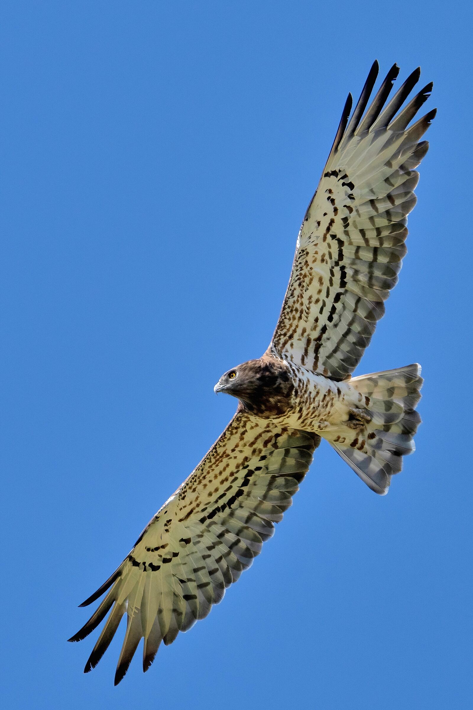 Short-toed eagle or Snake eagle (Circaetus gallicus)...