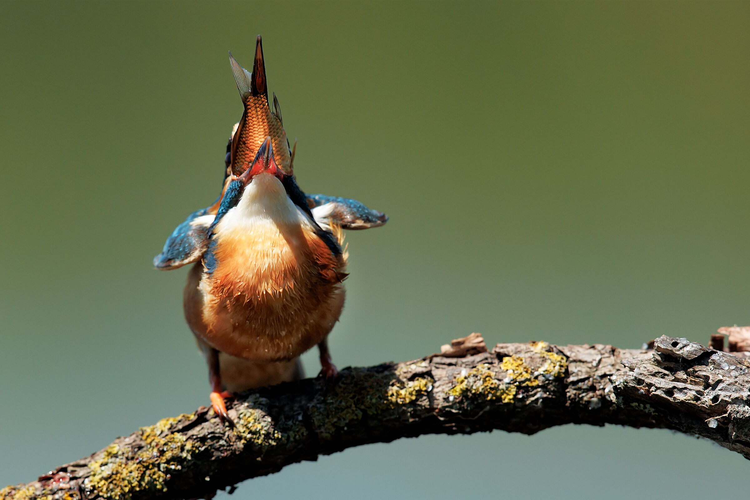 Lunch of a Kingfisher...