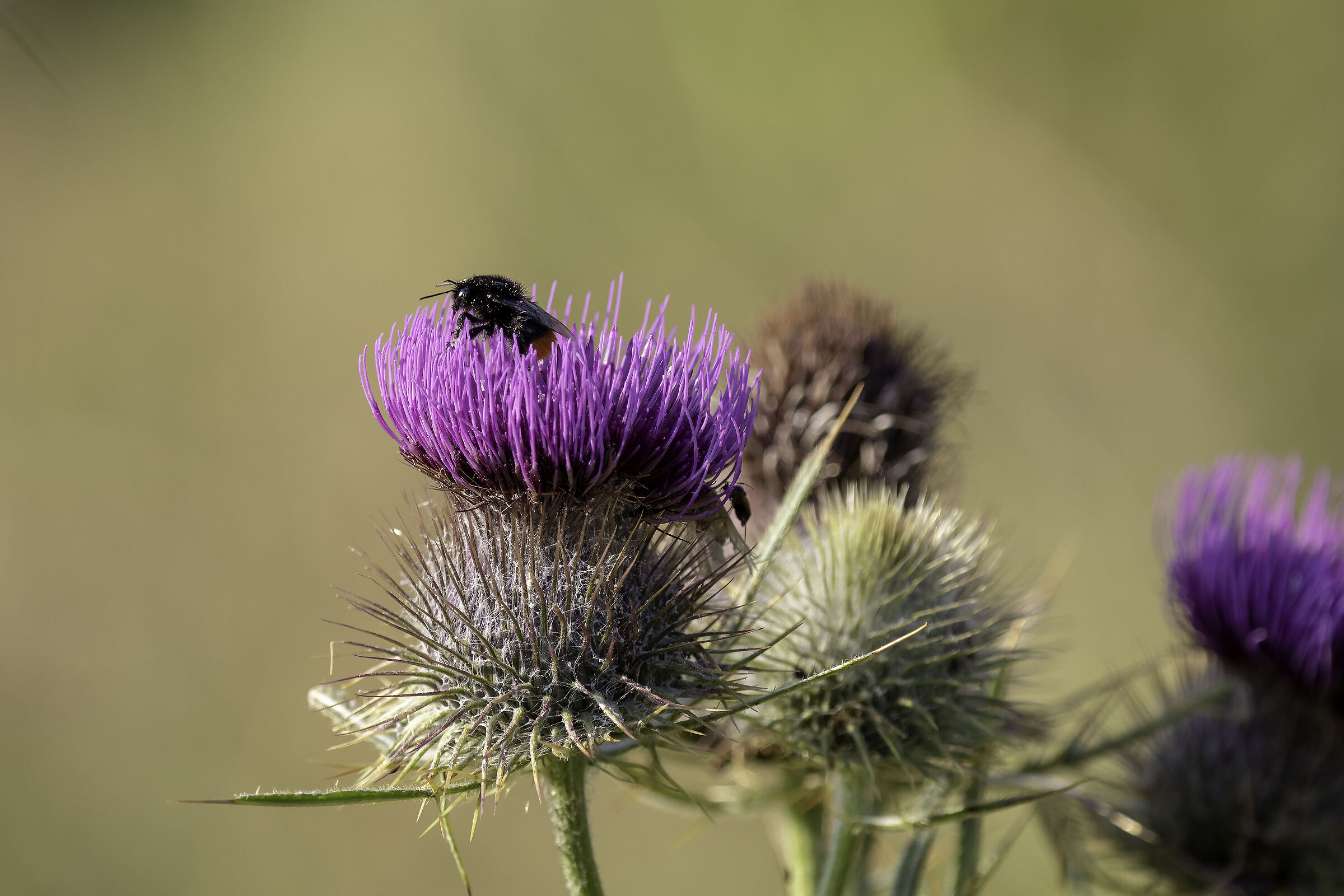 Thistle flower with guest...