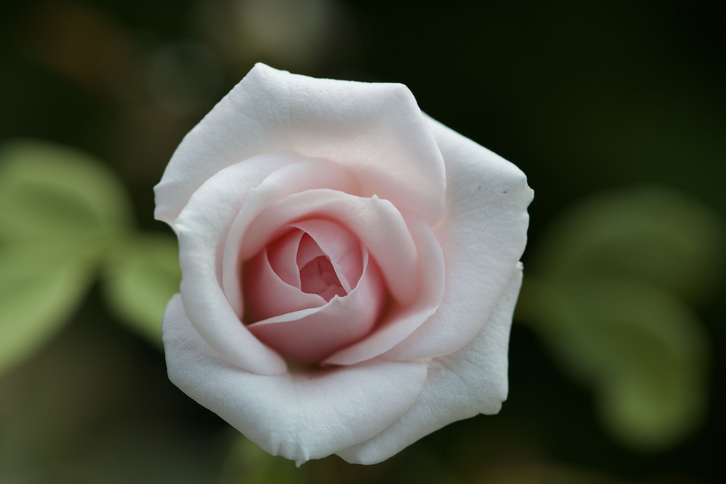 Piccola rosa bianca...