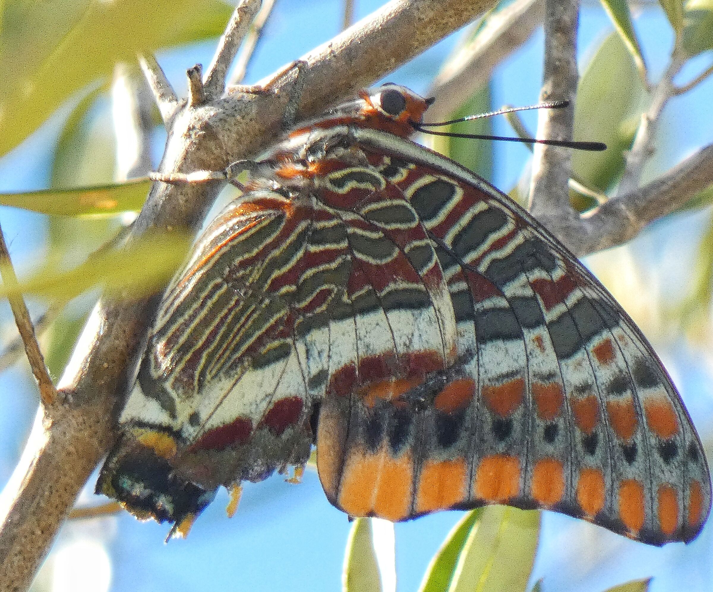 Charaxes jasius, nymph of the strawberry tree. Olbia, 16 August...
