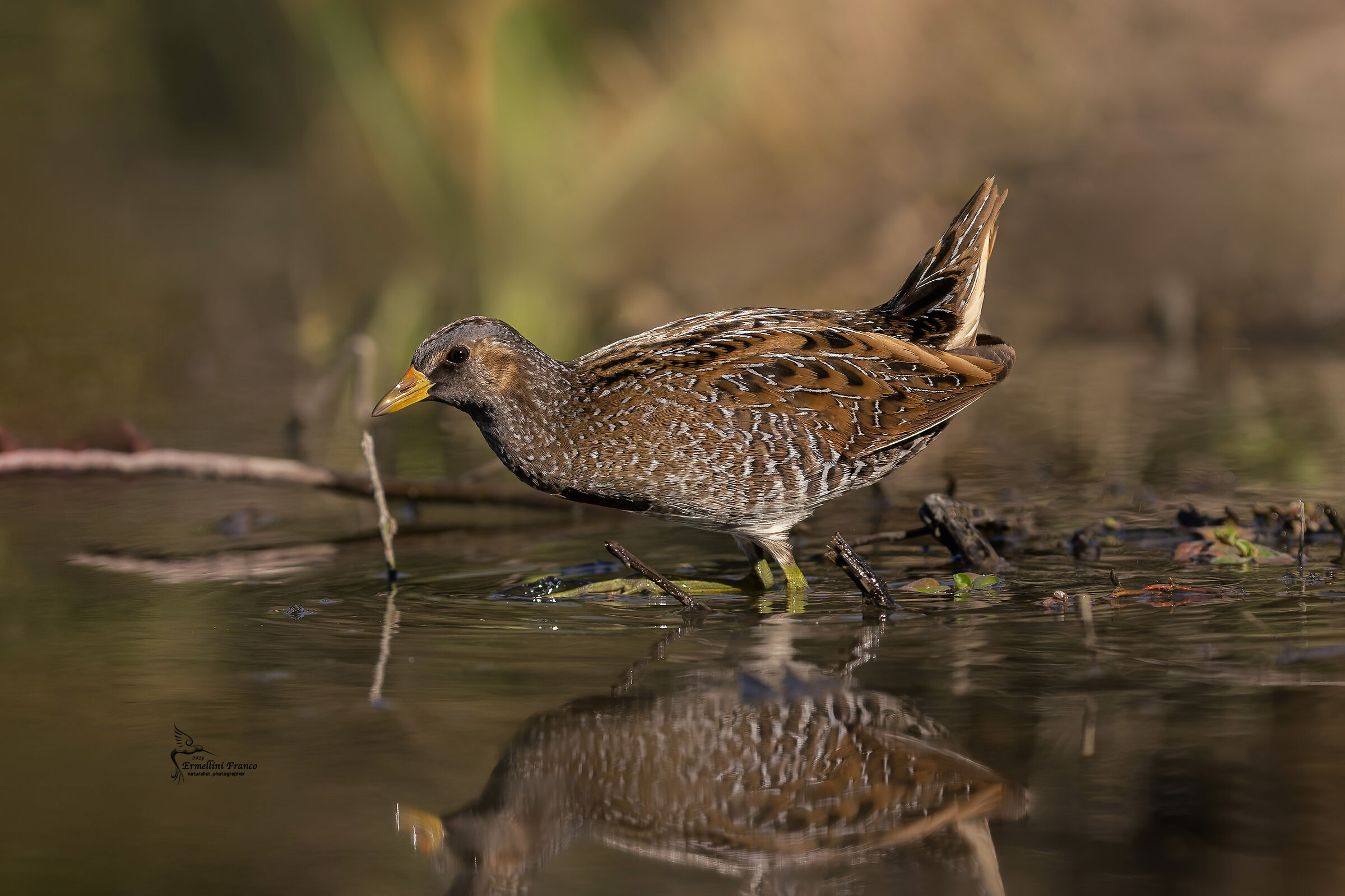 Spotted crake...