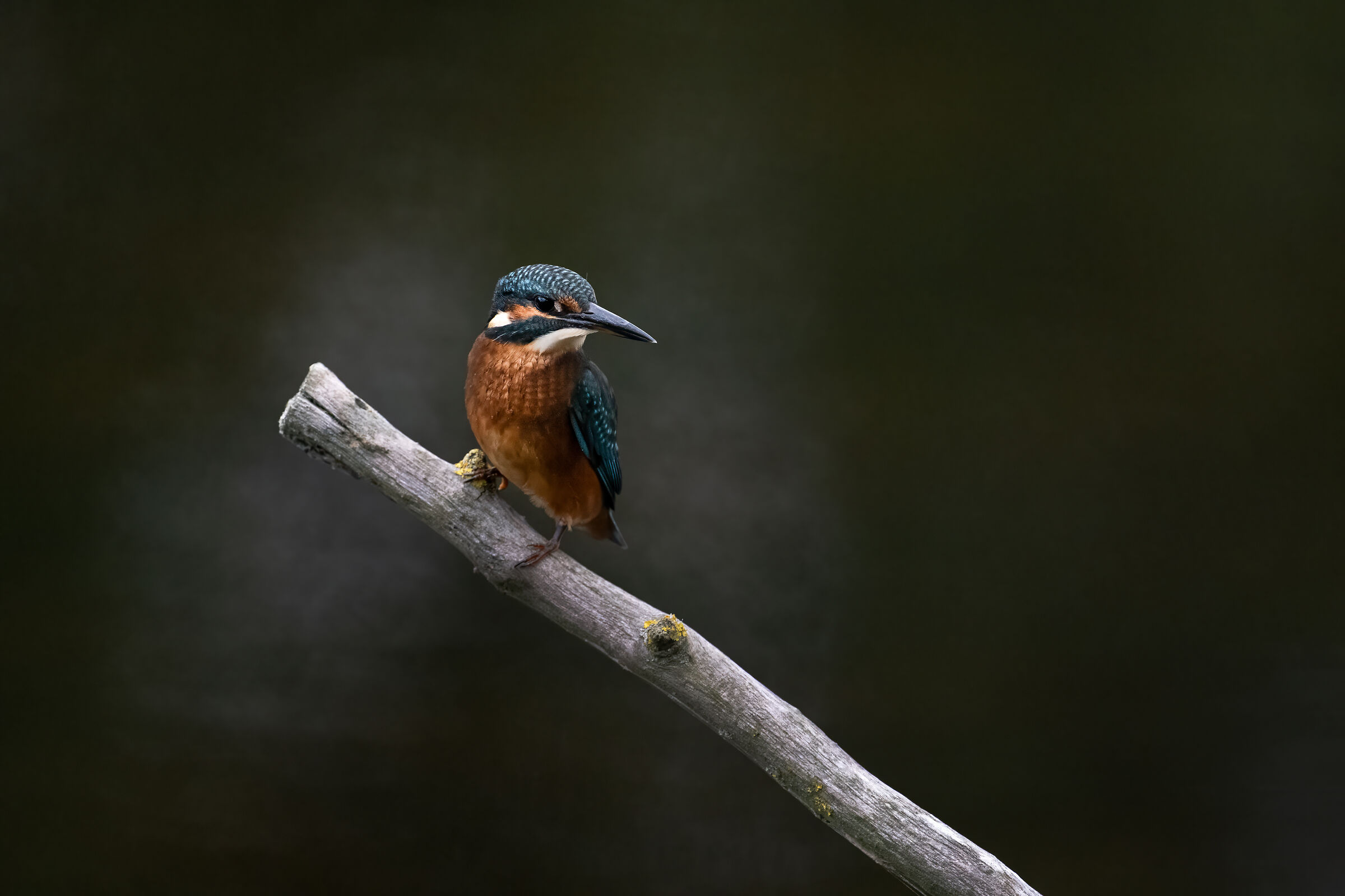 Female kingfisher (Alcedo atthis)...