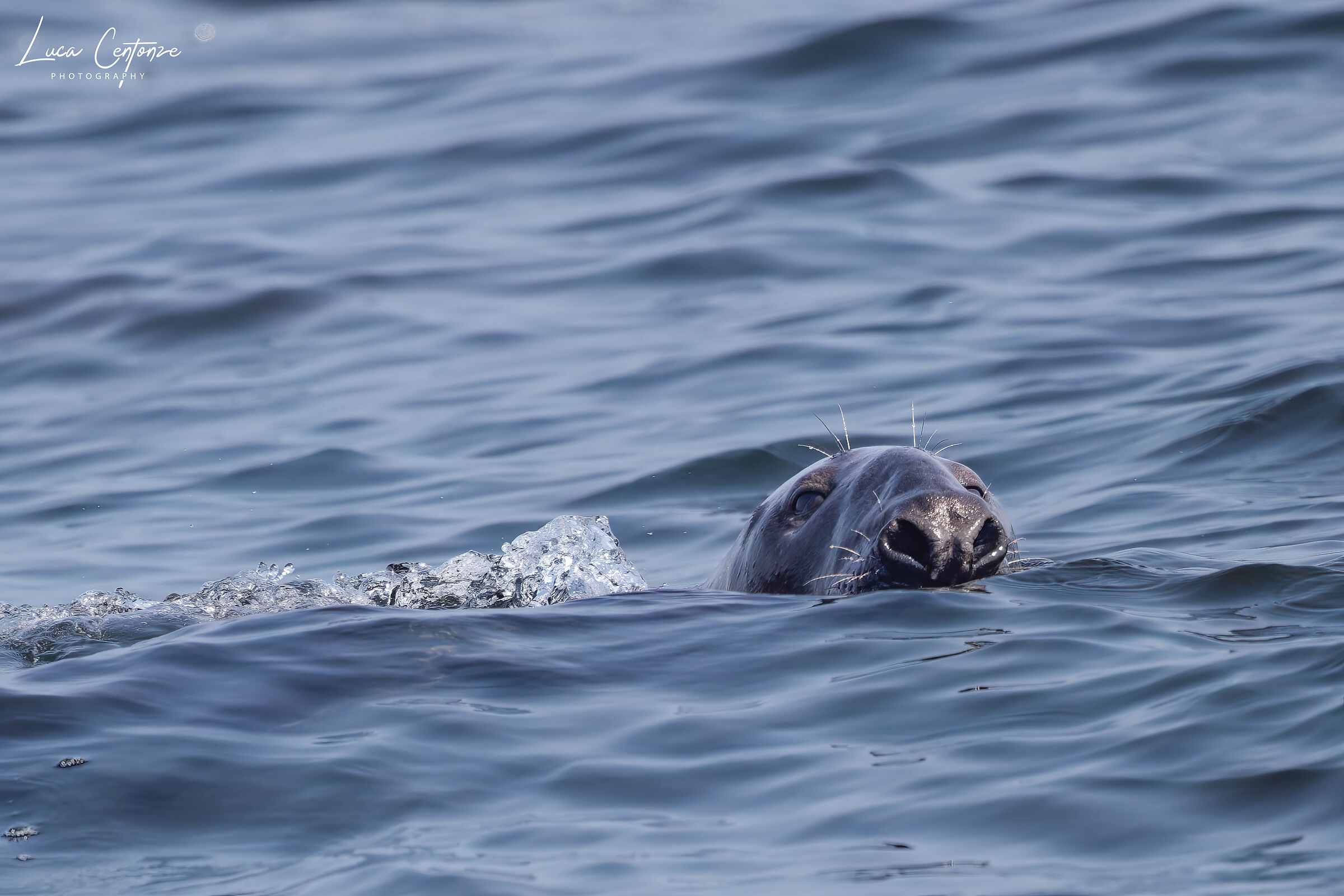 Grey Seal (Halichoerus grypus)...