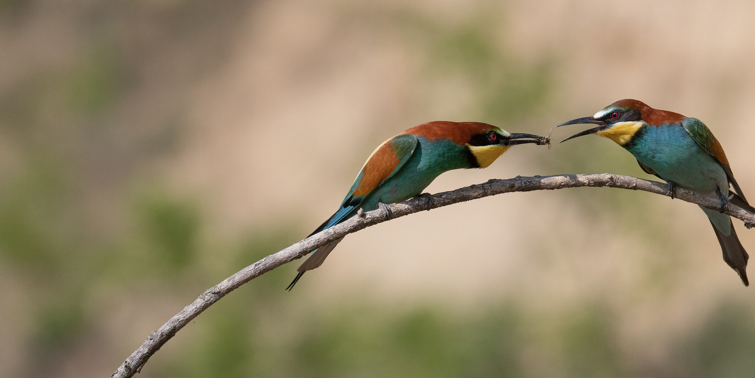 Bee-eaters - The gift 1...