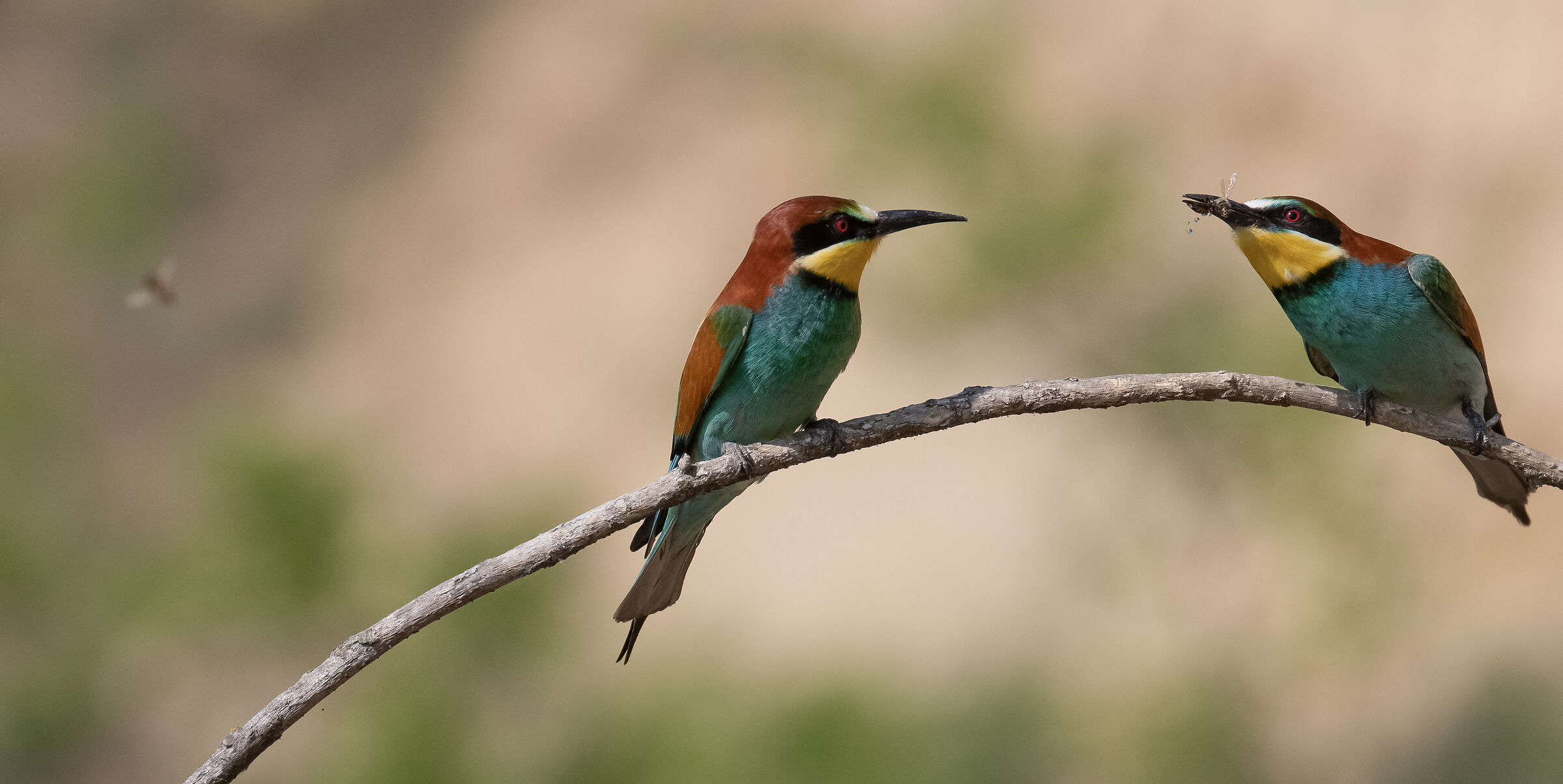 Bee-eaters - The gift 2...