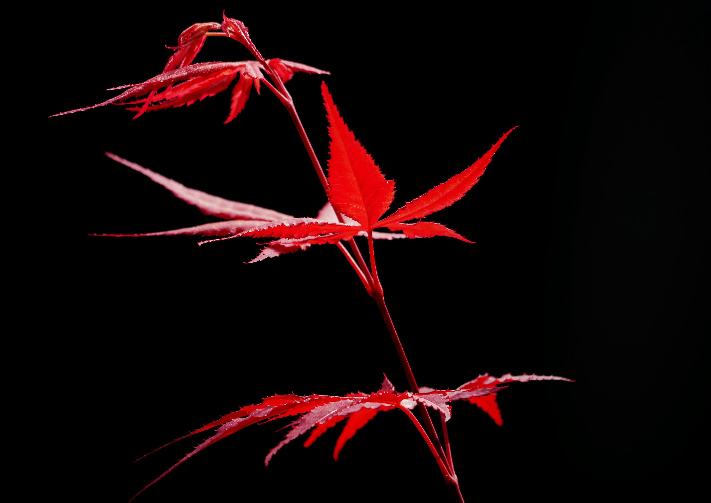 balletto di foglie d'acero giapponesi...