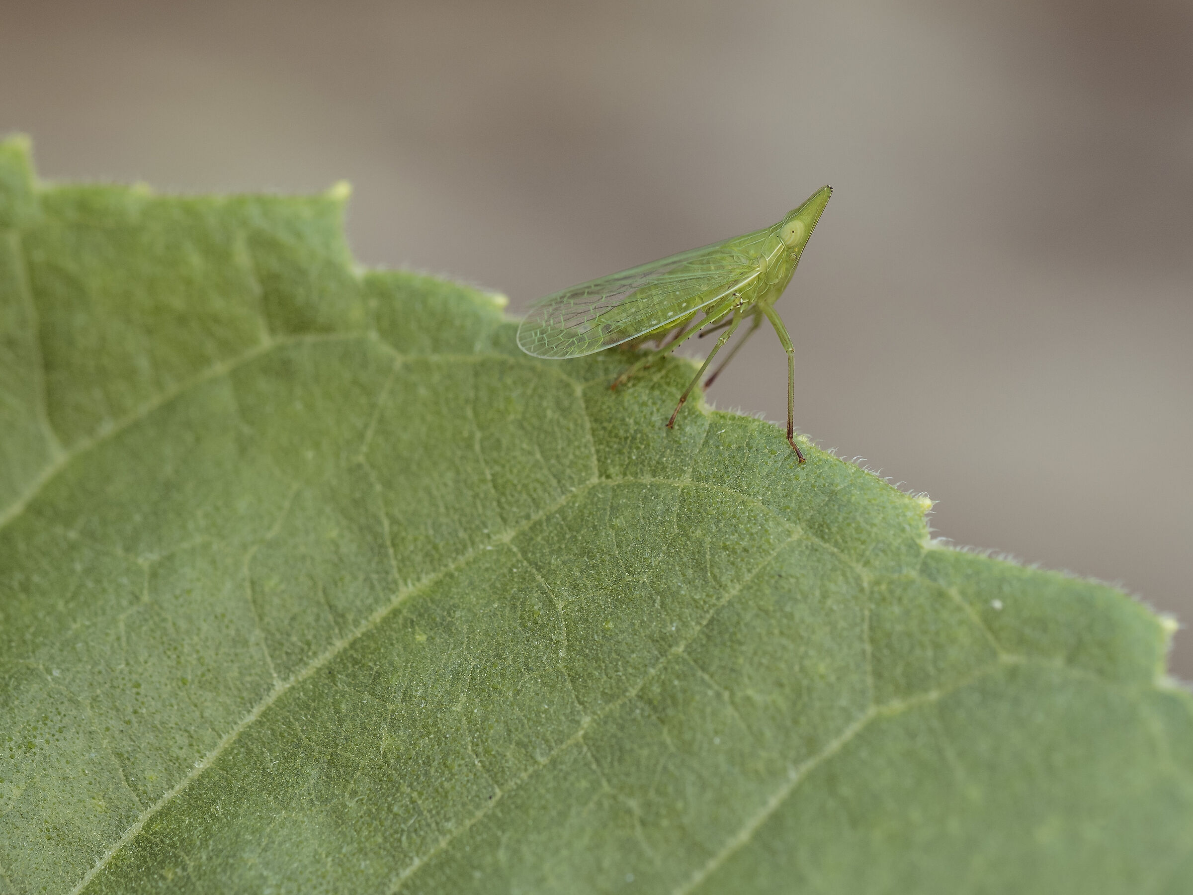 Nasuta leafhopper - Dictyophara europaea...
