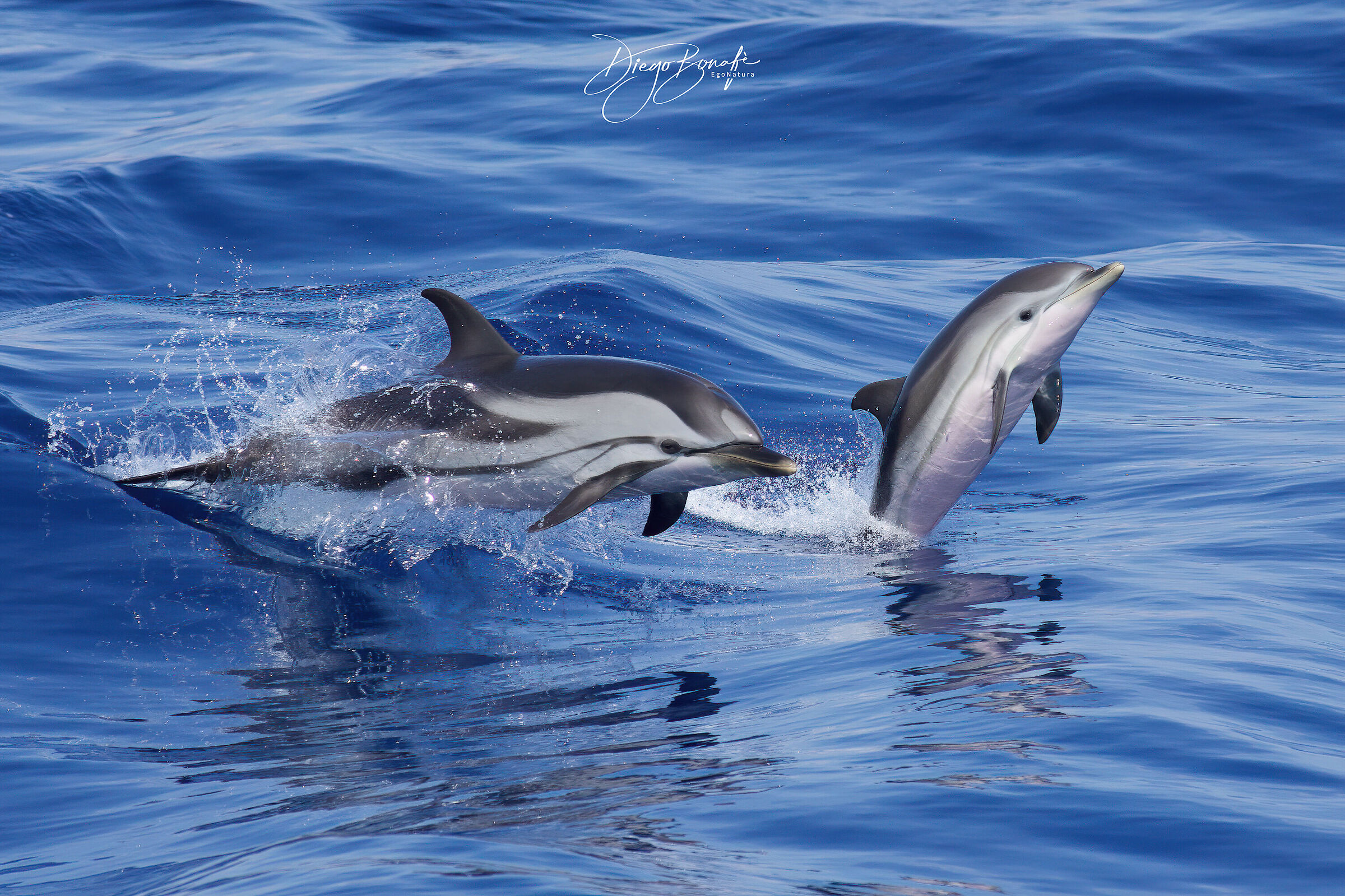 Striped dolphins ...