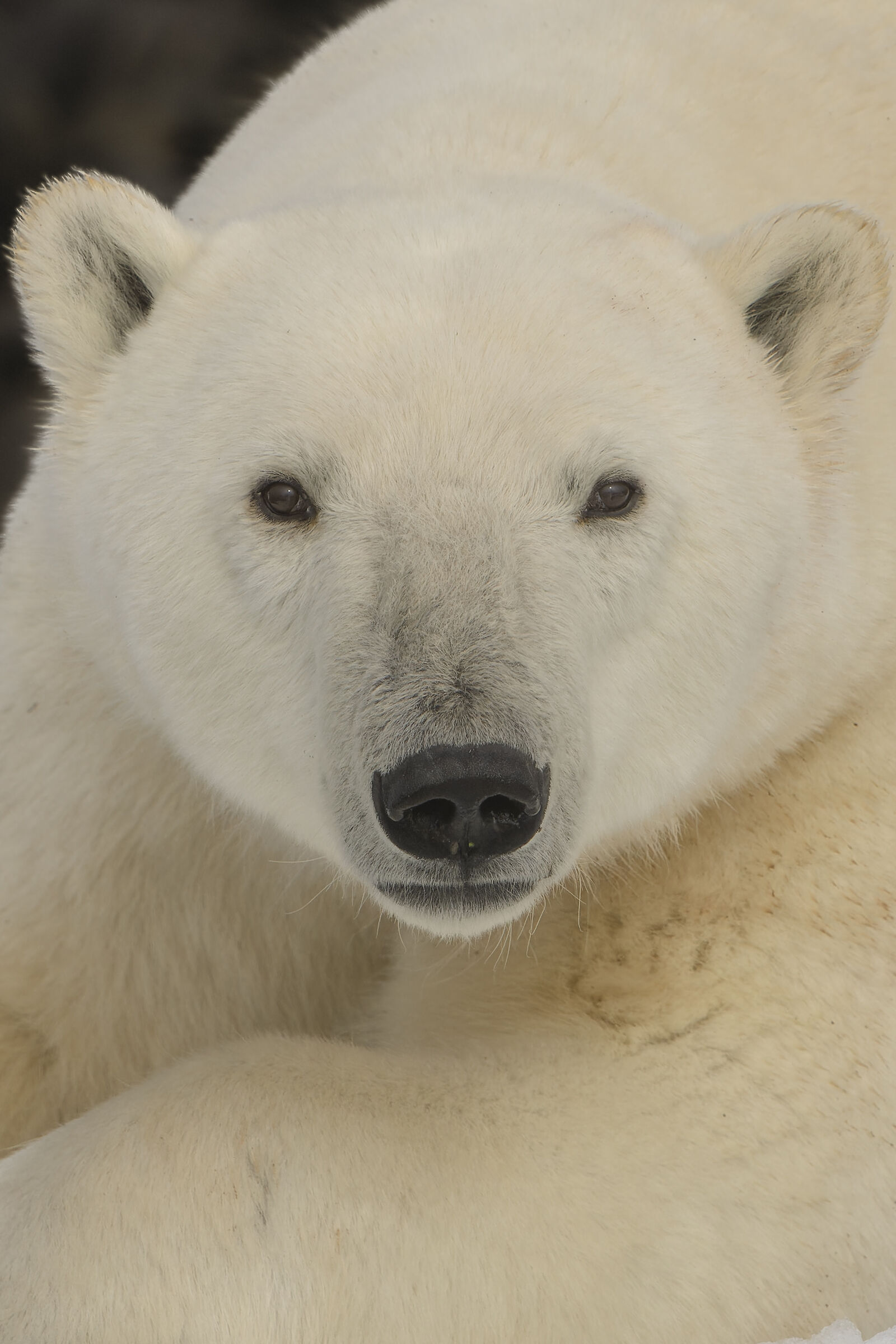 Polar Bear, Svalbard Islands....