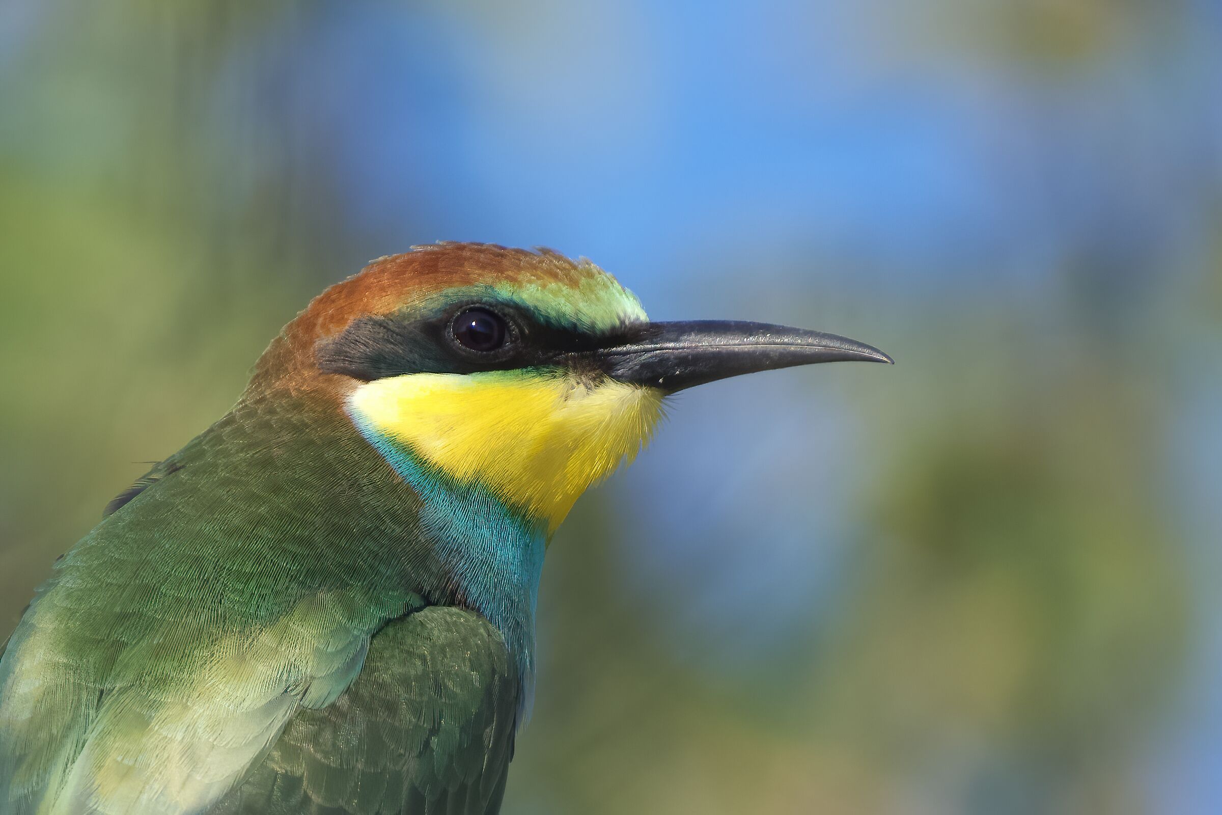 Bee-eater - Portrait...