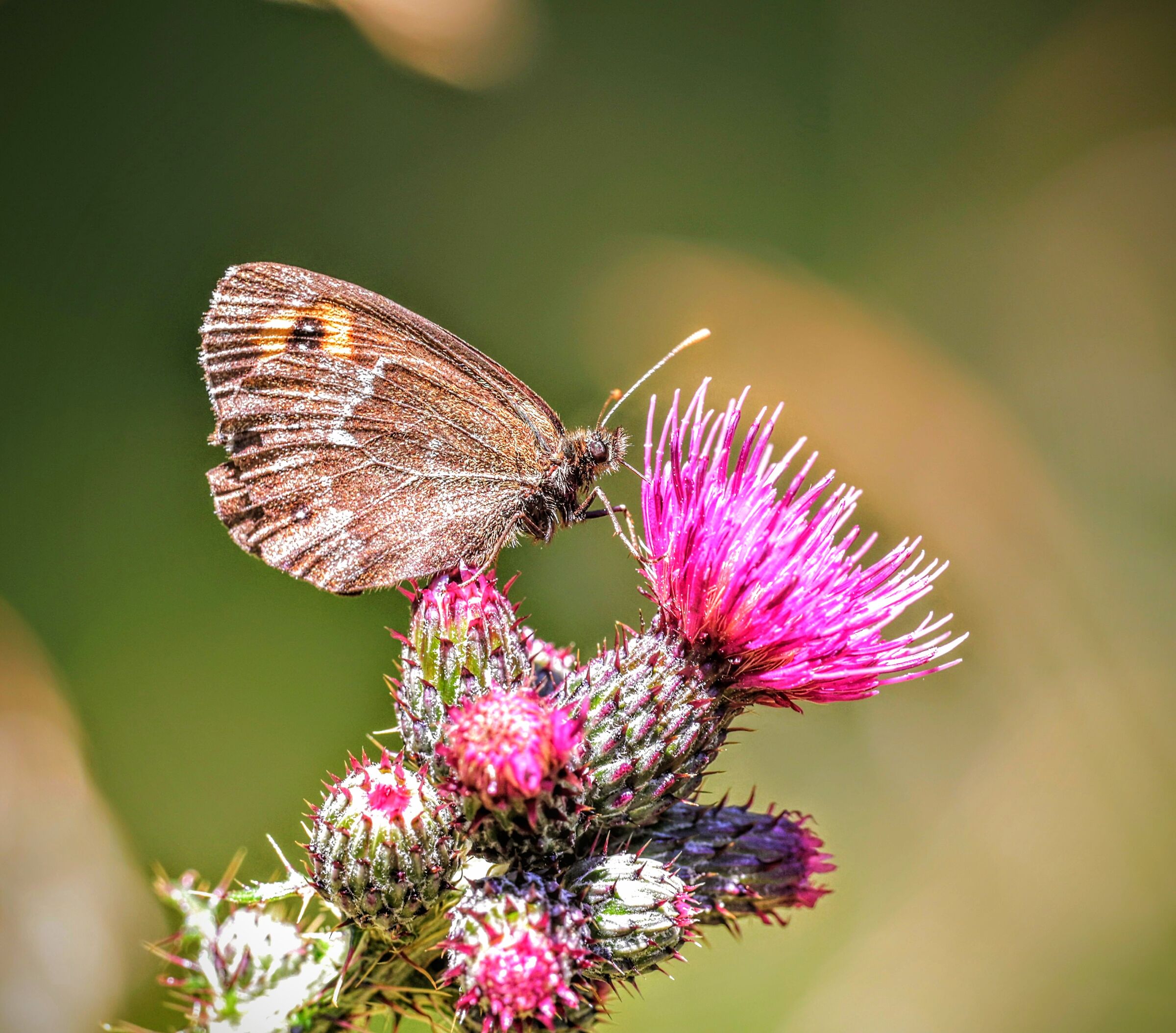 Butterfly on thistle...